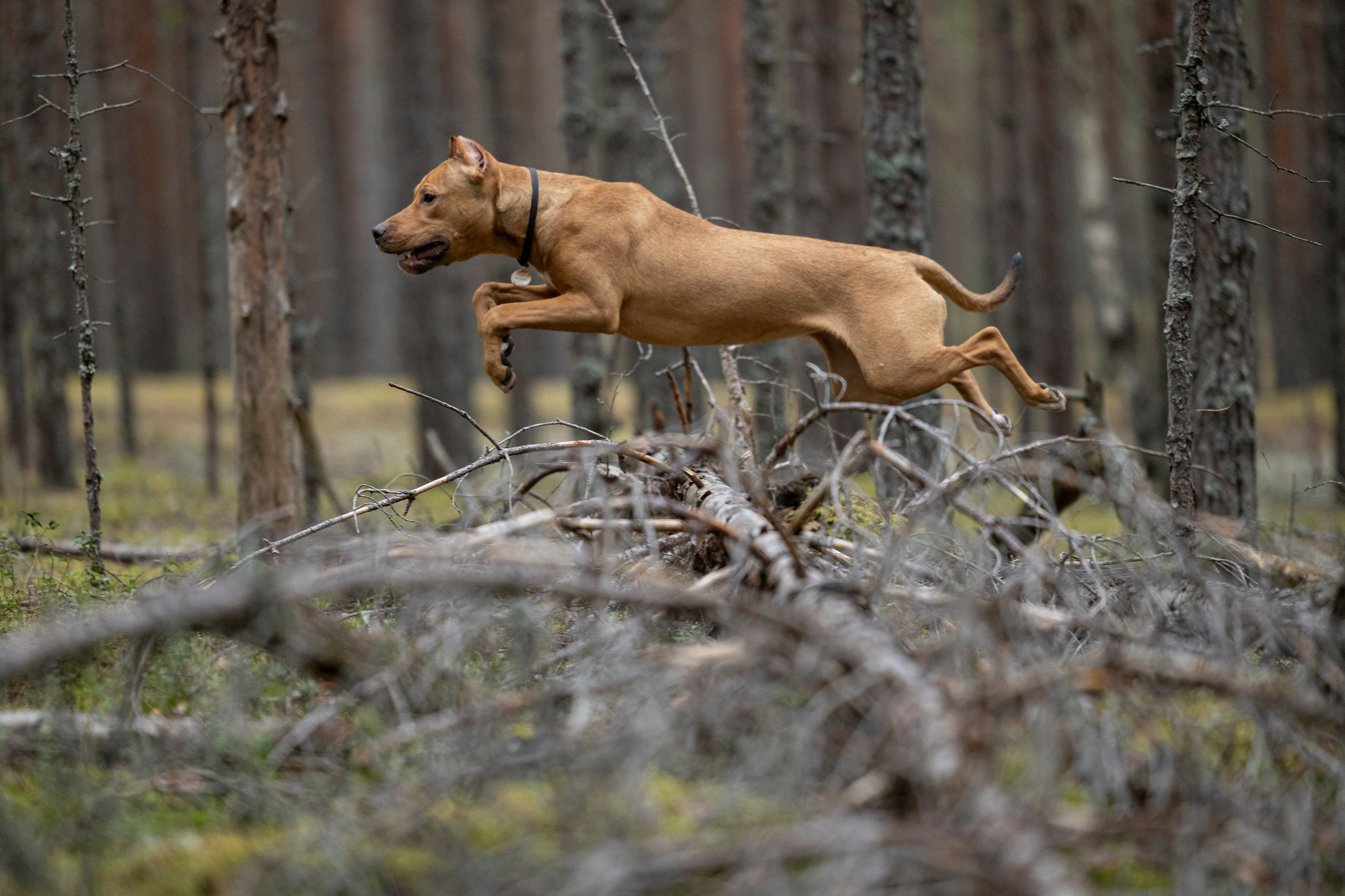 Лужские Мальдивы. Фотограф-анималист Анна Маринич