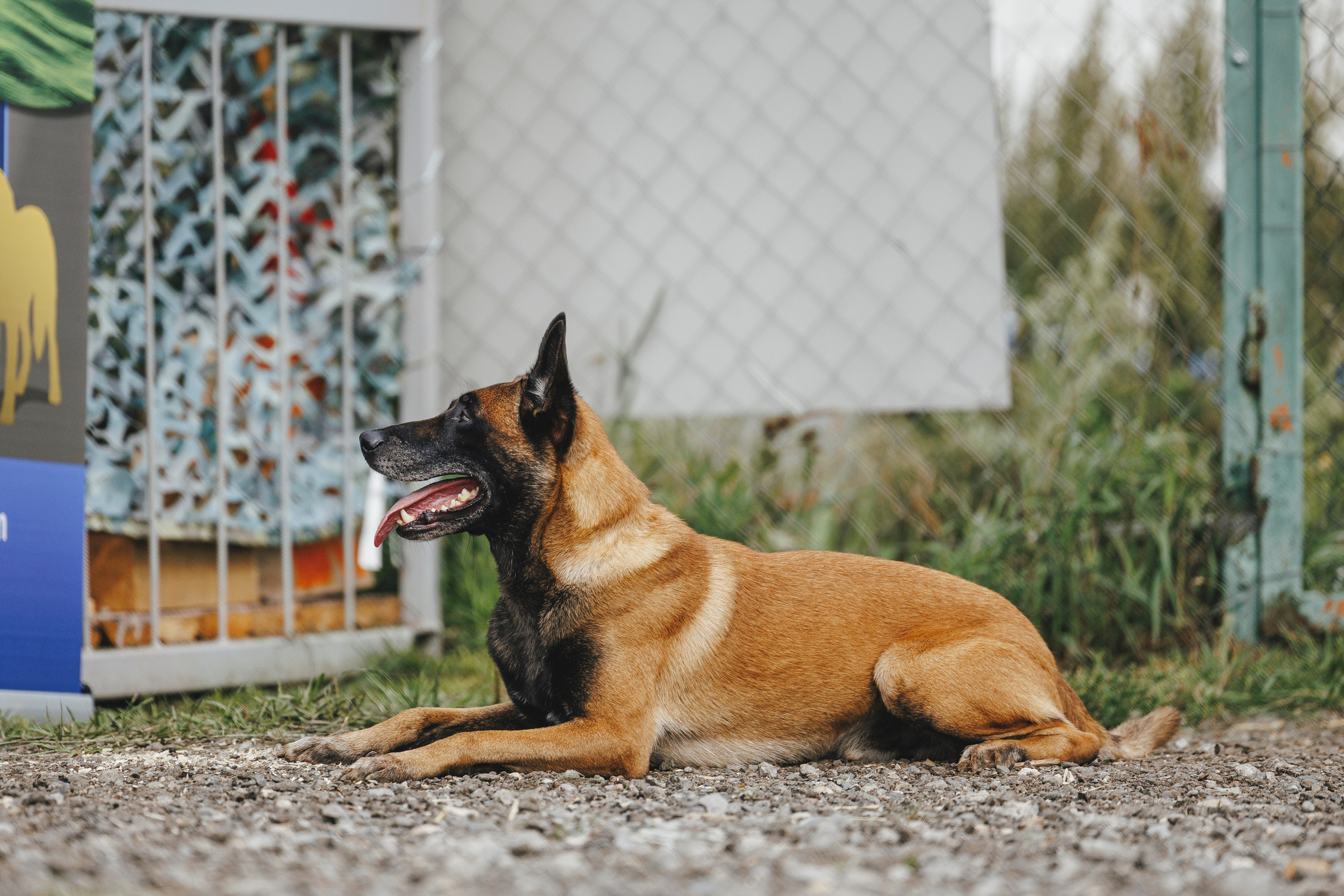 08.08.25-10.08.25 ЧР по мондьорингу г. Вологда. Фотограф-анималист Анна Маринич