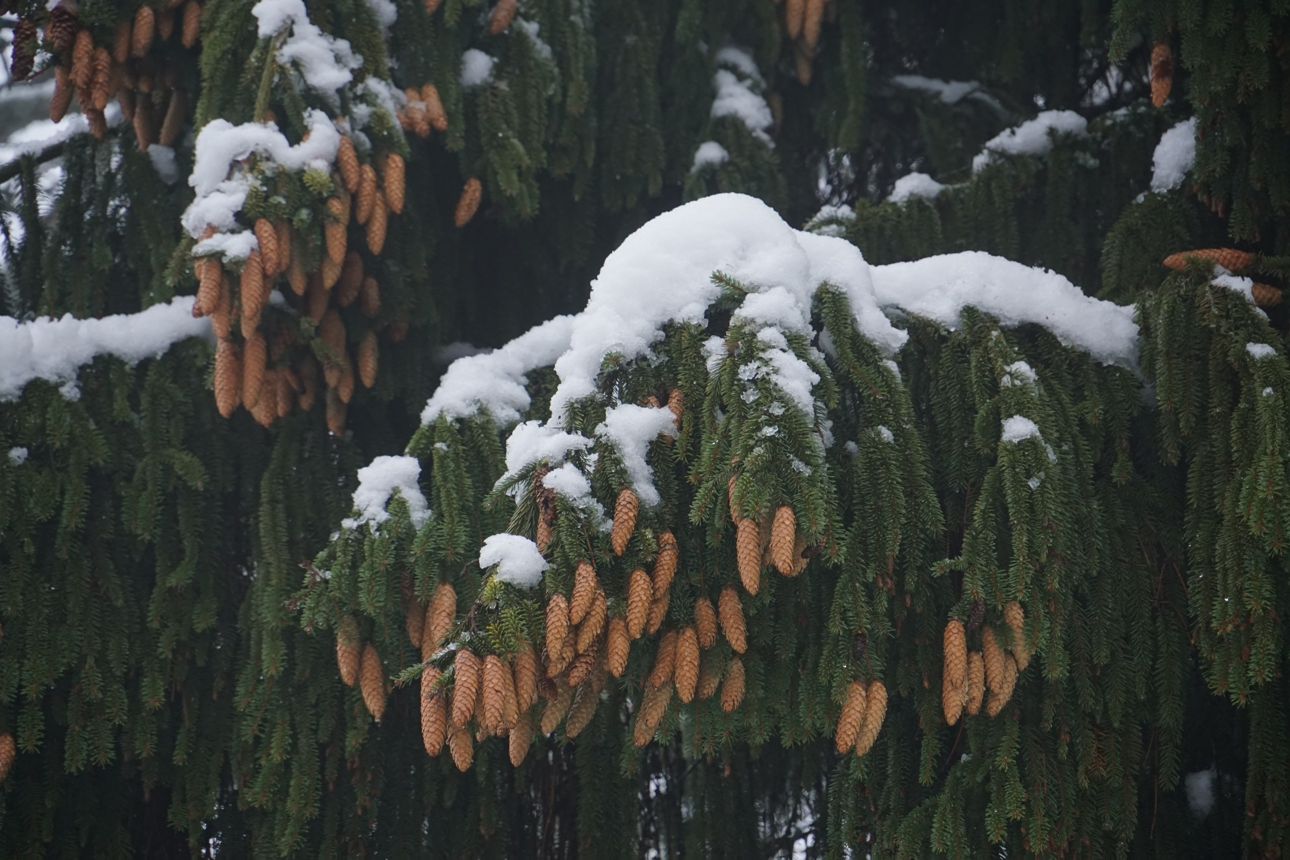 Шашлыки с ночевкой. Софрино | 23-24.01.2021. Галерея Фантим