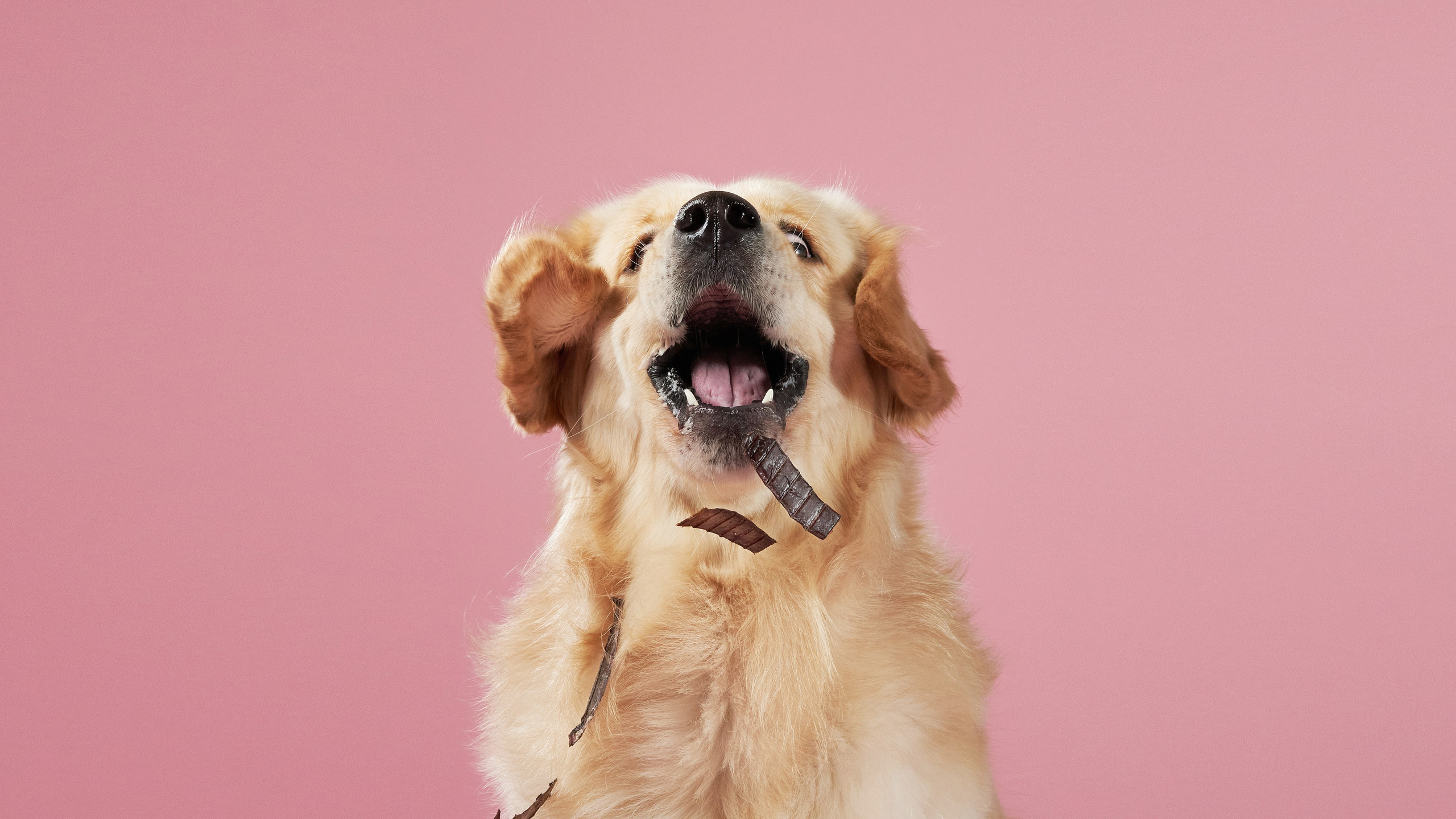 Commercial photography. Фотограф-анималист Аверьянова Анна — Художественная фотосъёмка собак