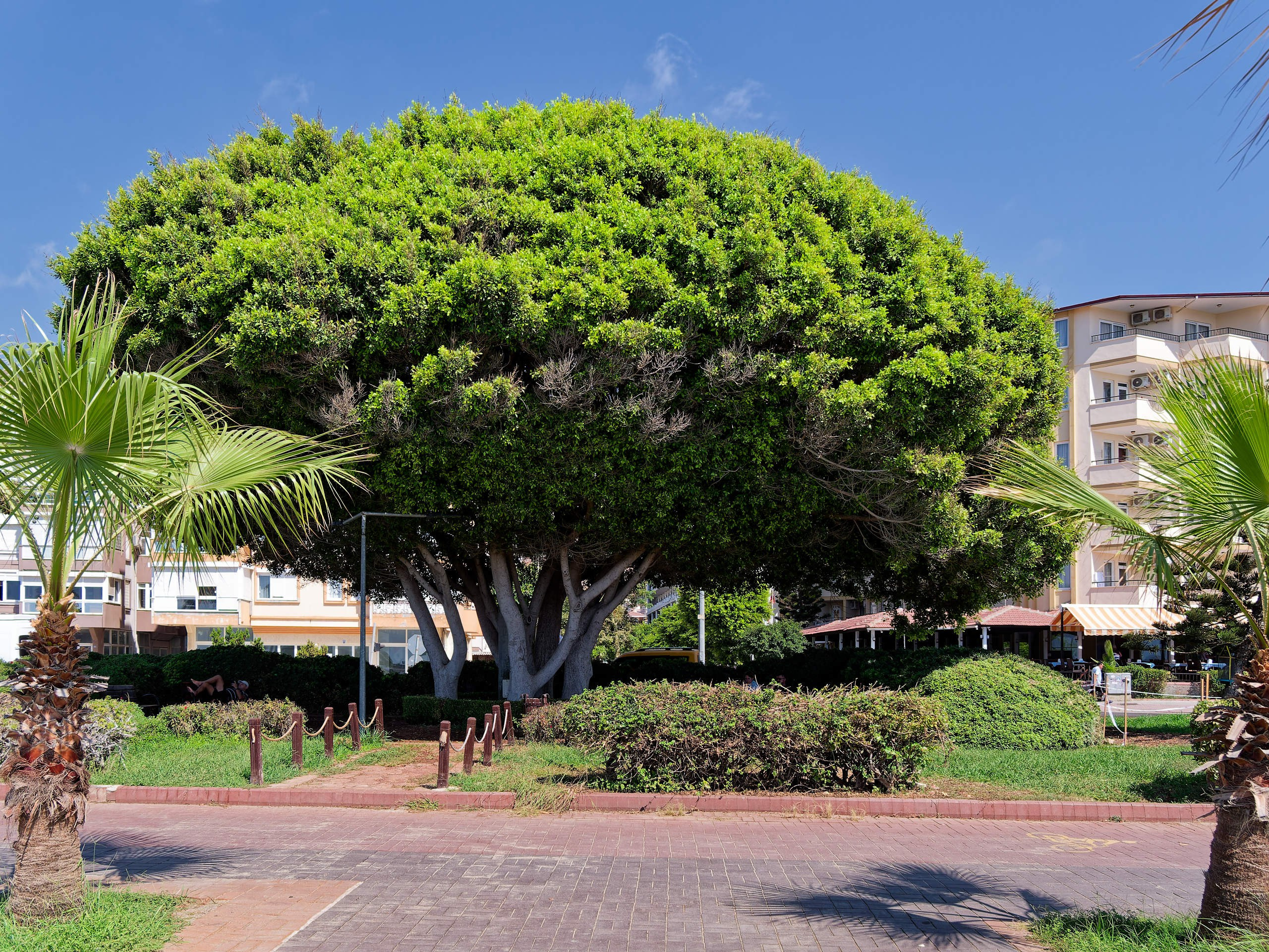 Алания 2025, город, стрит-фото. Избранные фотографии