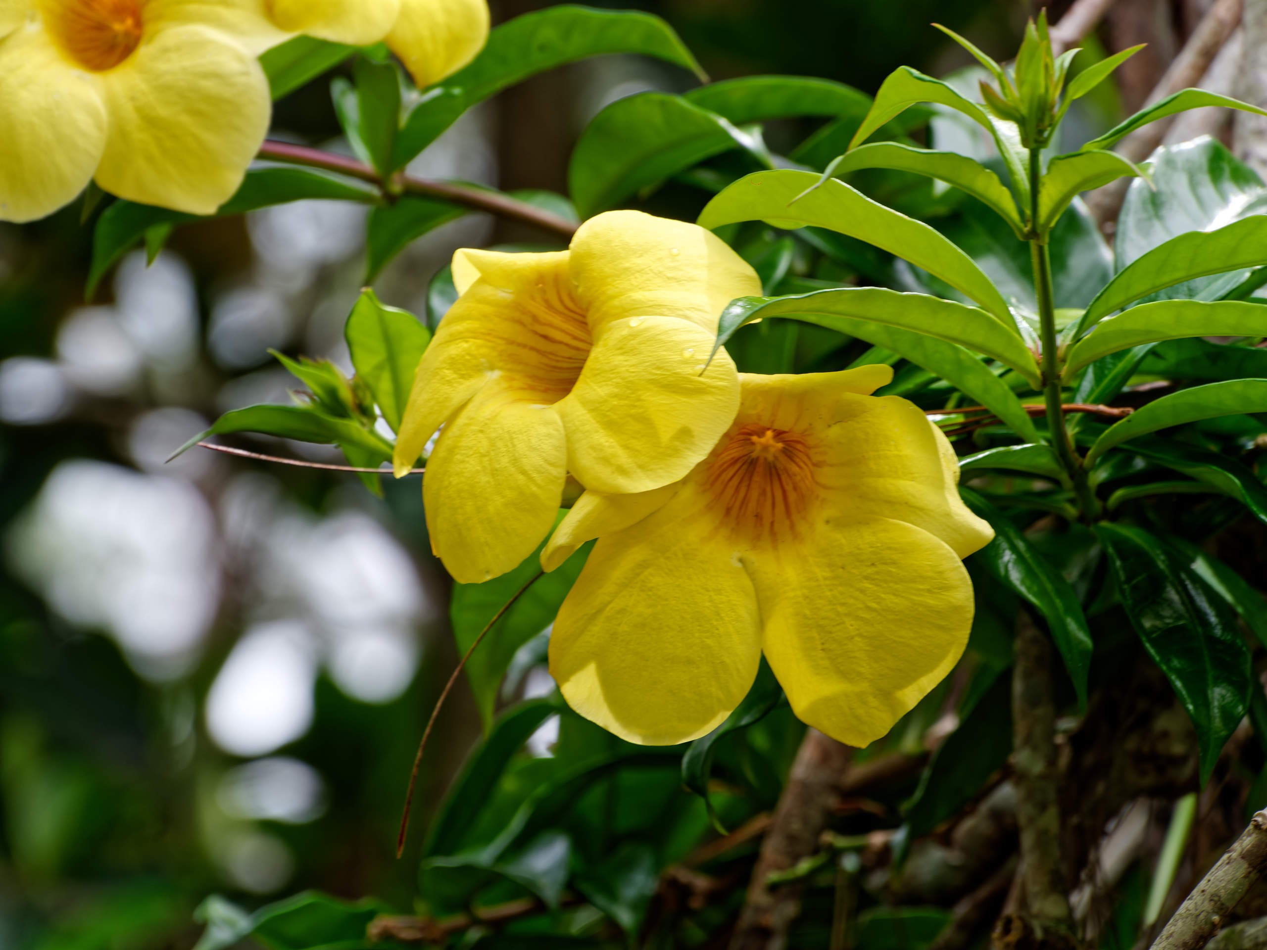 Далат 2023. Избранные фотографии