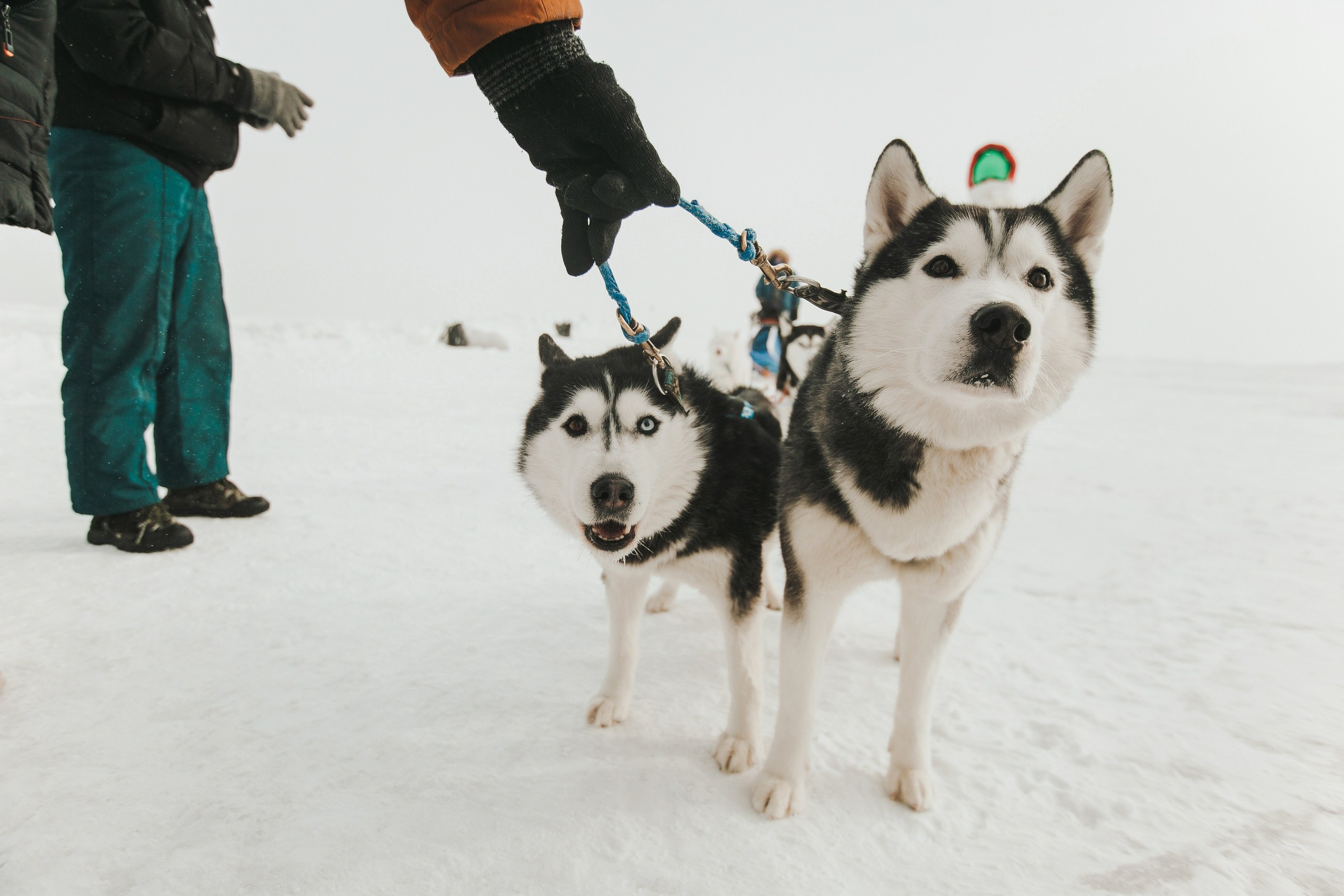 Фестивали. Репортажный и свадебный фотограф в Новосибирске Марина Красавина