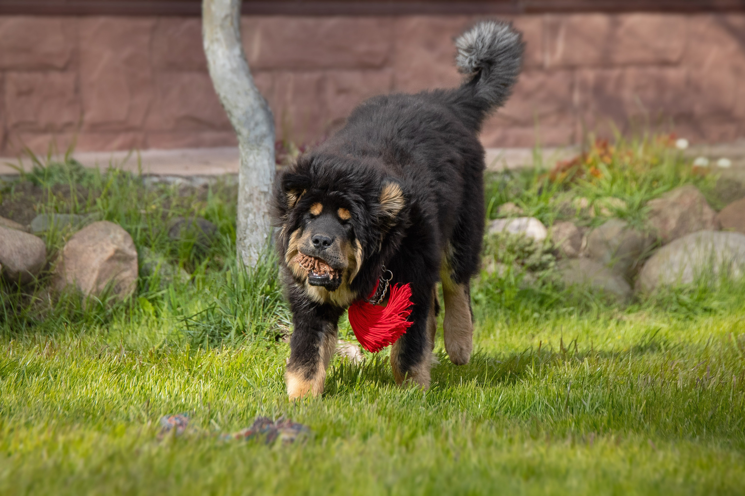 Тибетский мастиф. Юлия Микульская. Рыбинск