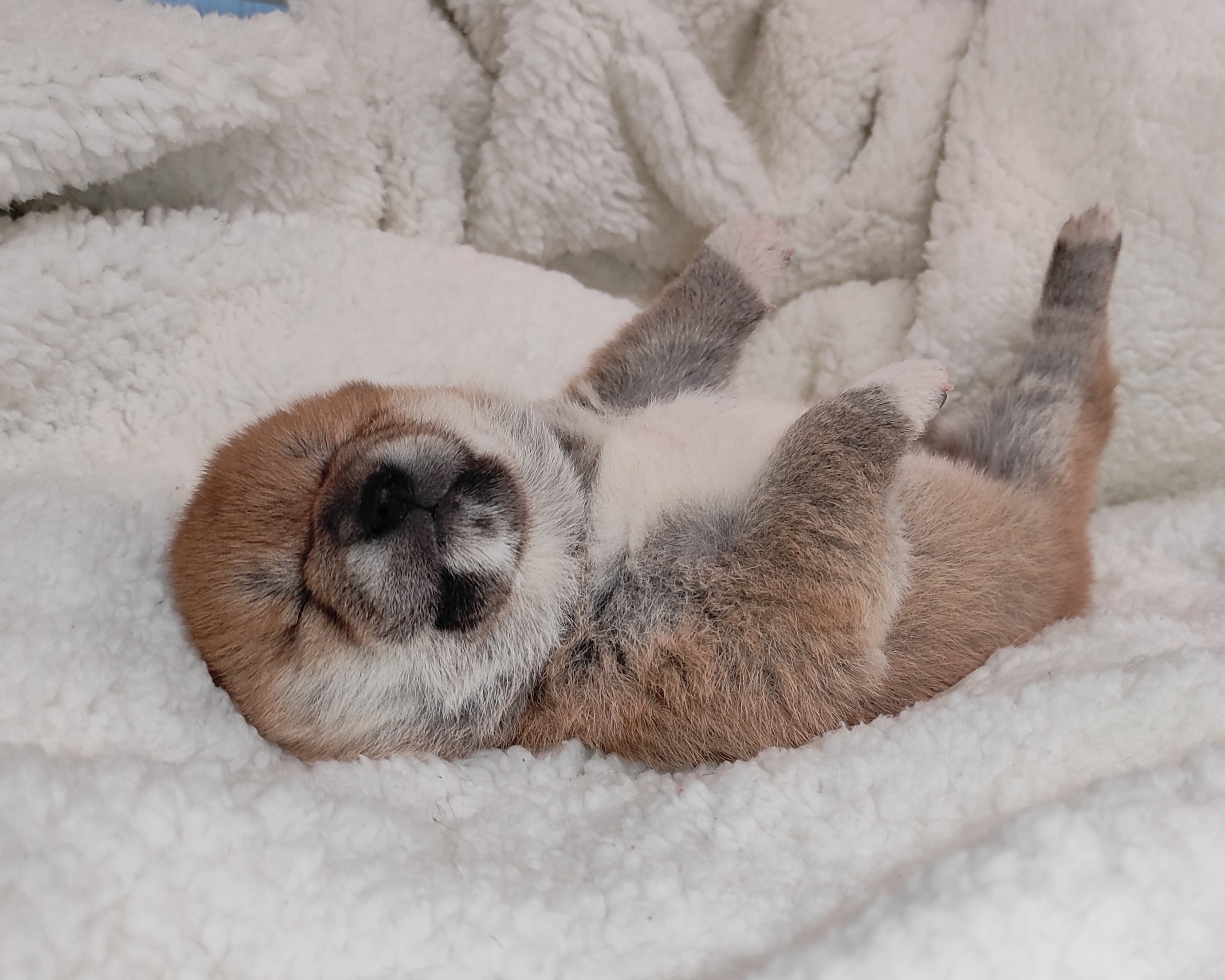 сиба питомник Рубилайт щенки на продажу rubylight  сиба щенки купить СПб Санкт-Петербург 