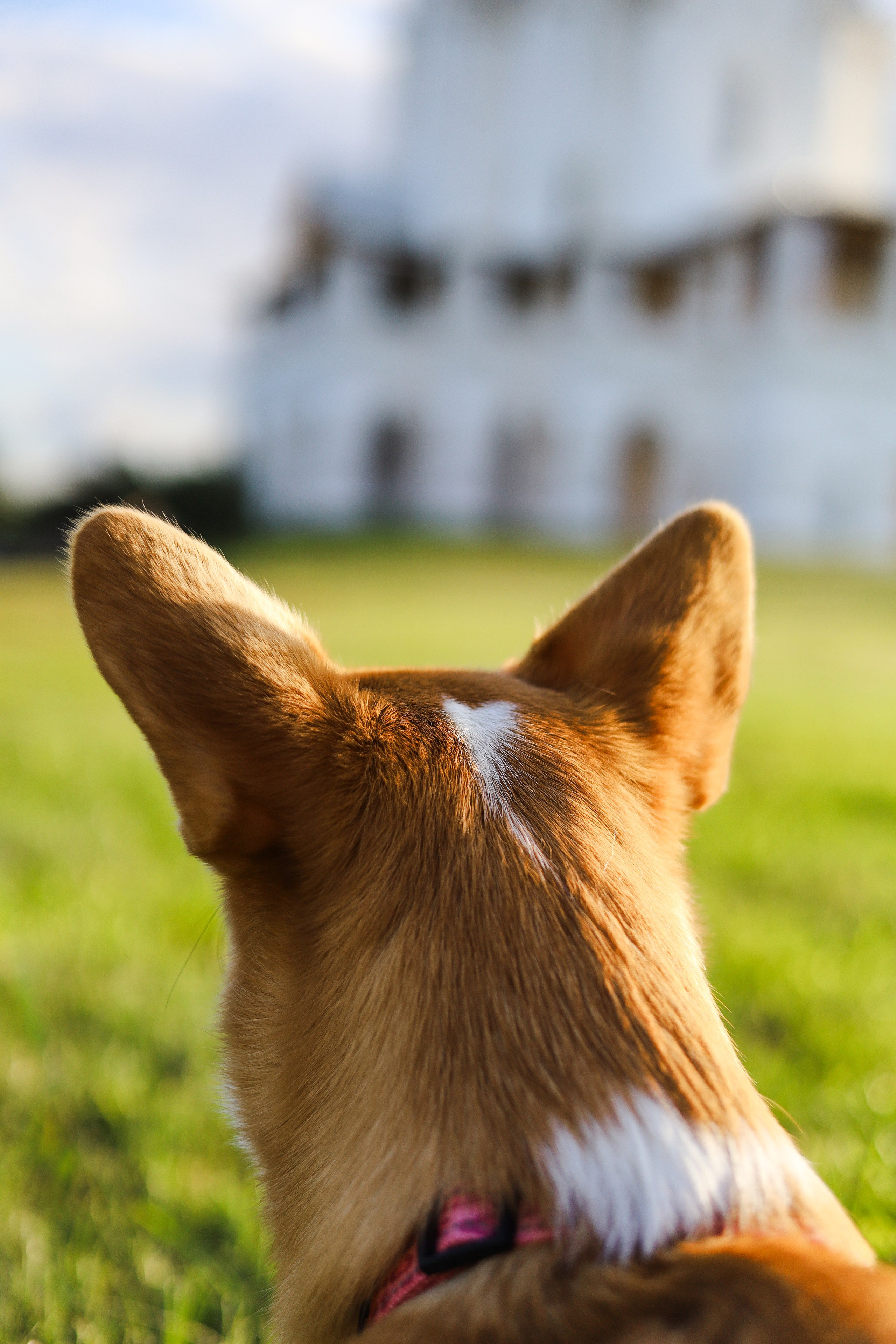 Эмили, Аня и Лёша. Фотограф-анималист Ксения Шевцова|Москва