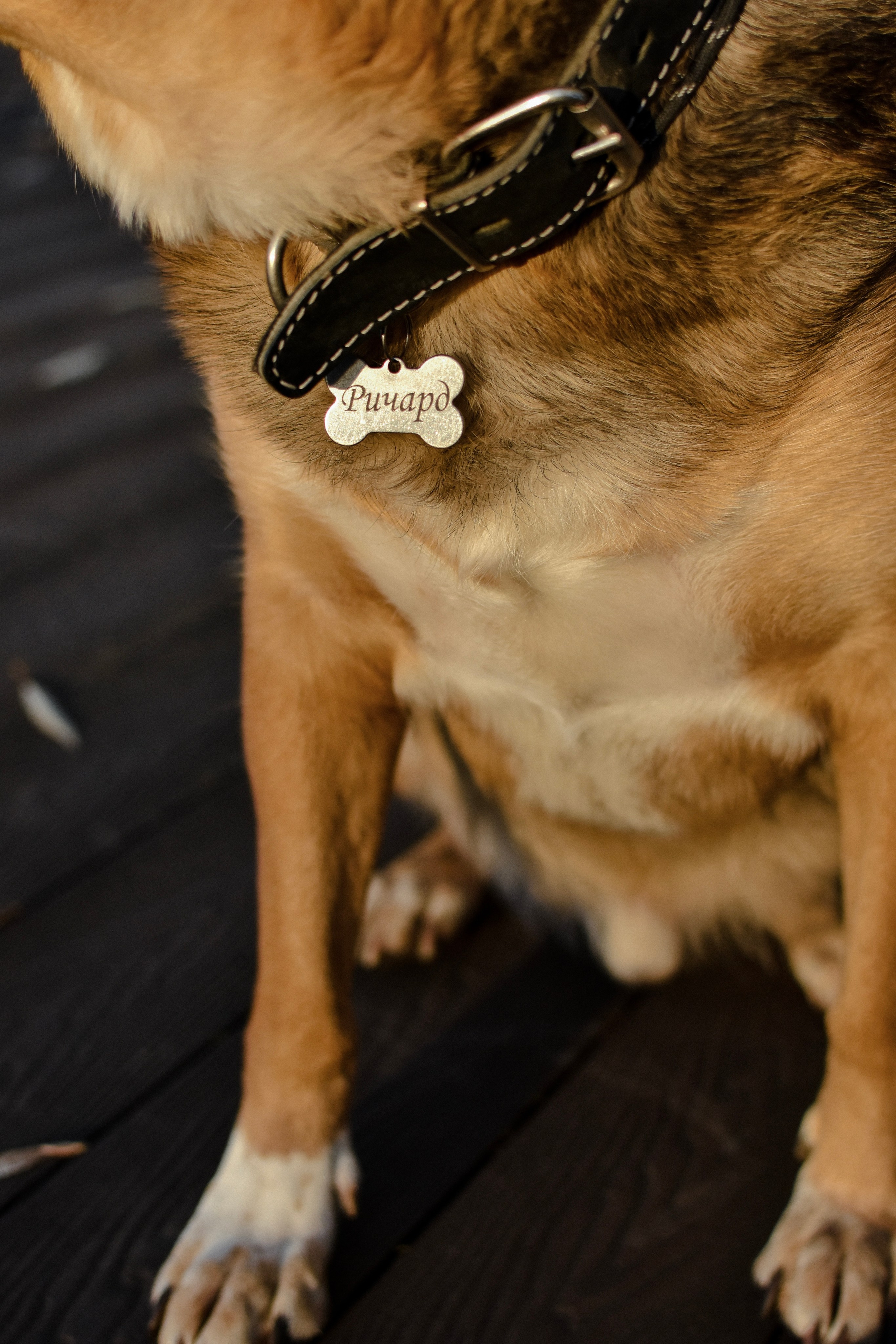 Ричард и Алёна. Фотограф-анималист Ксения Шевцова|Москва