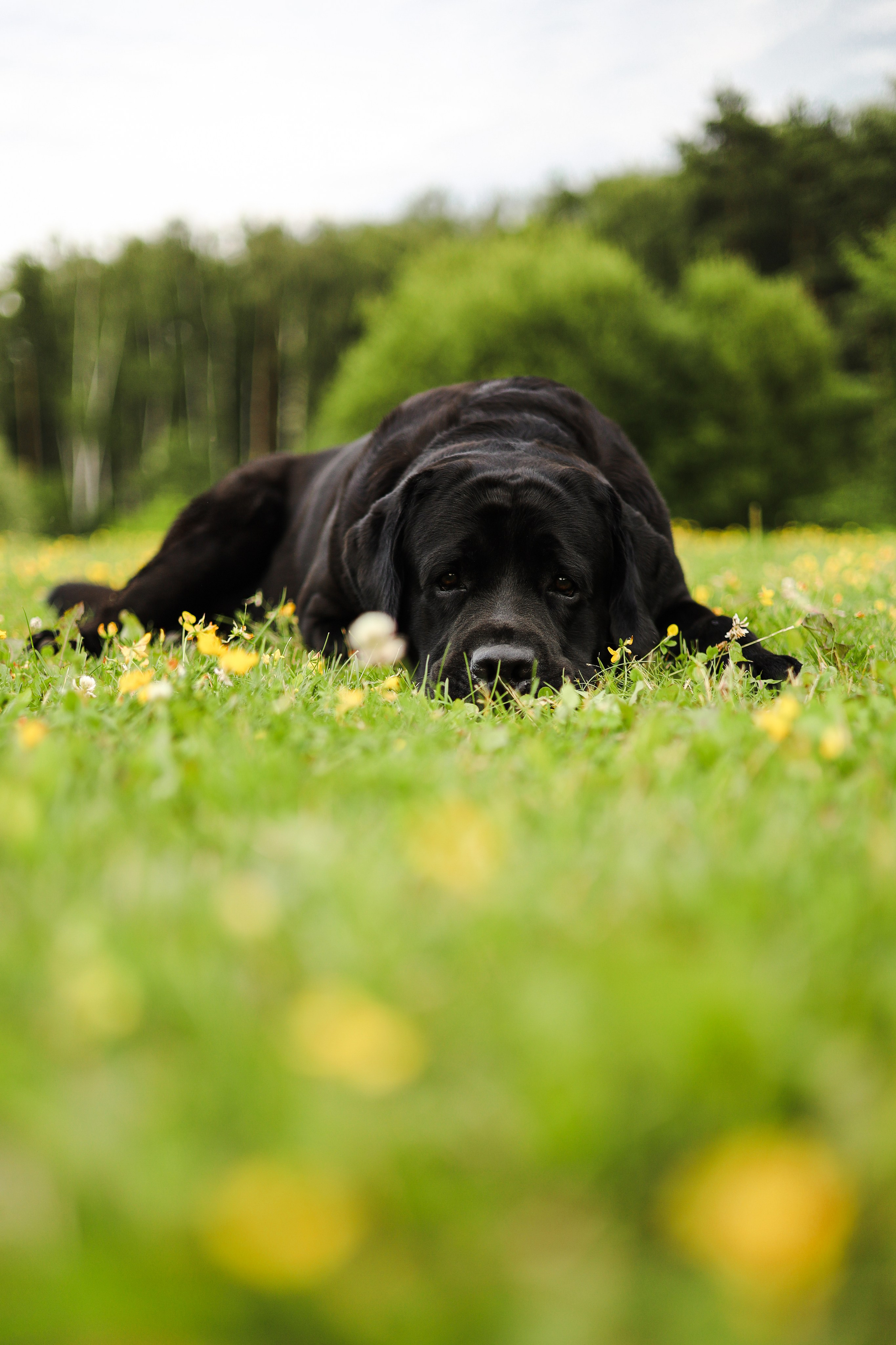 Найт и Соня. Фотограф-анималист Ксения Шевцова|Москва