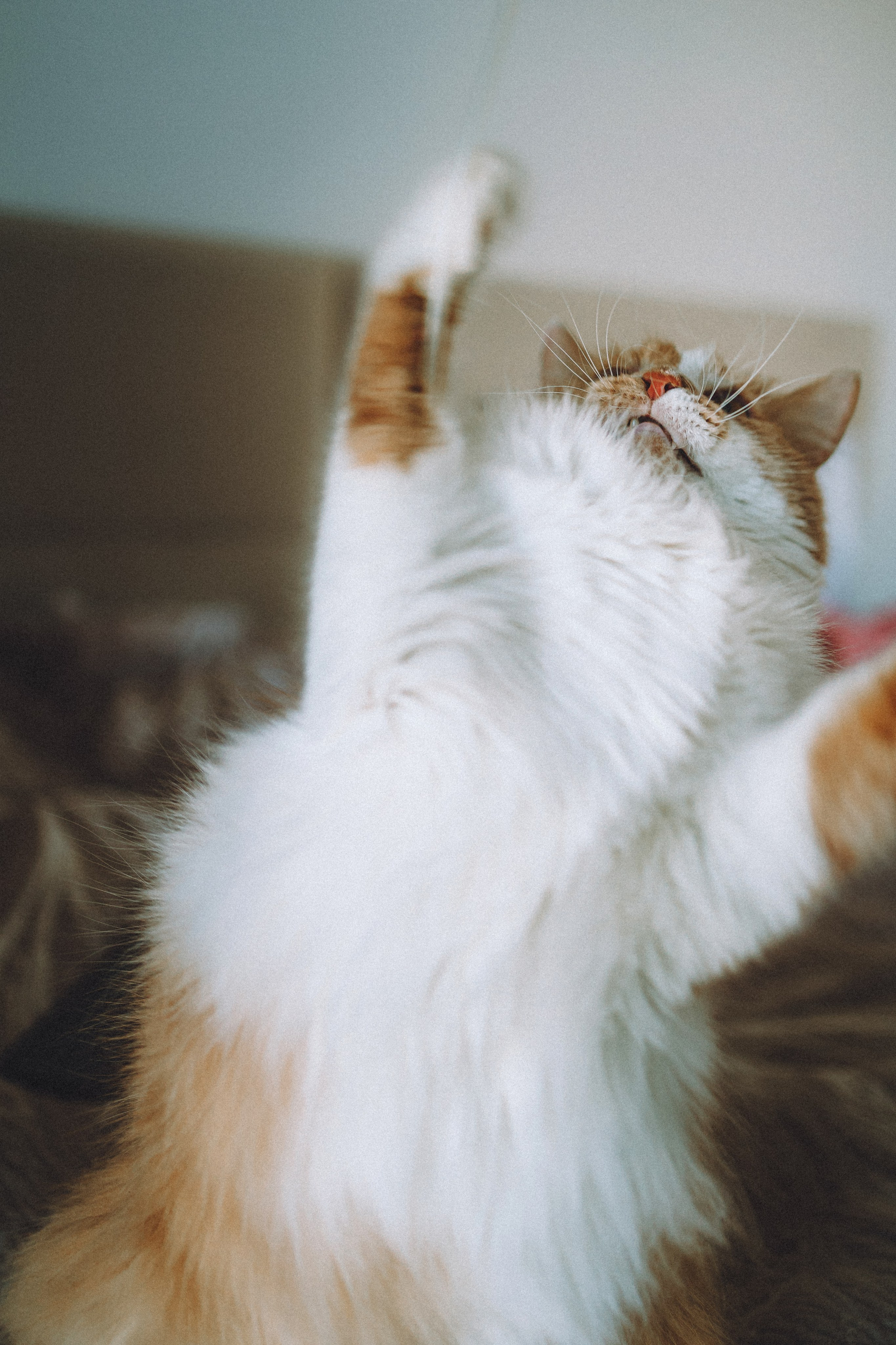 День Рождения Шу