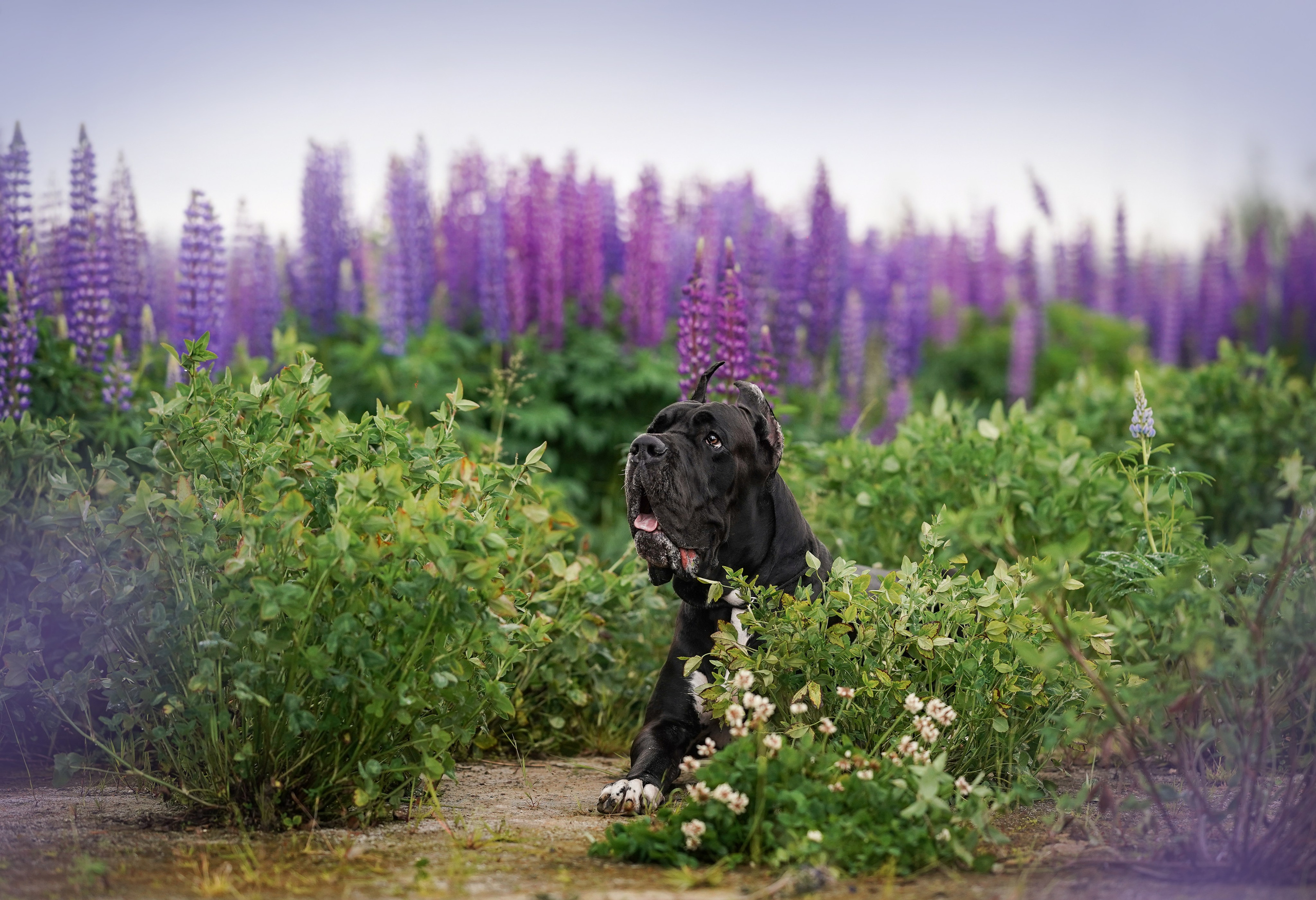 Вика и Трофей люпины. Фотограф-анималист в Санкт-Петербурге Яна Мартынова