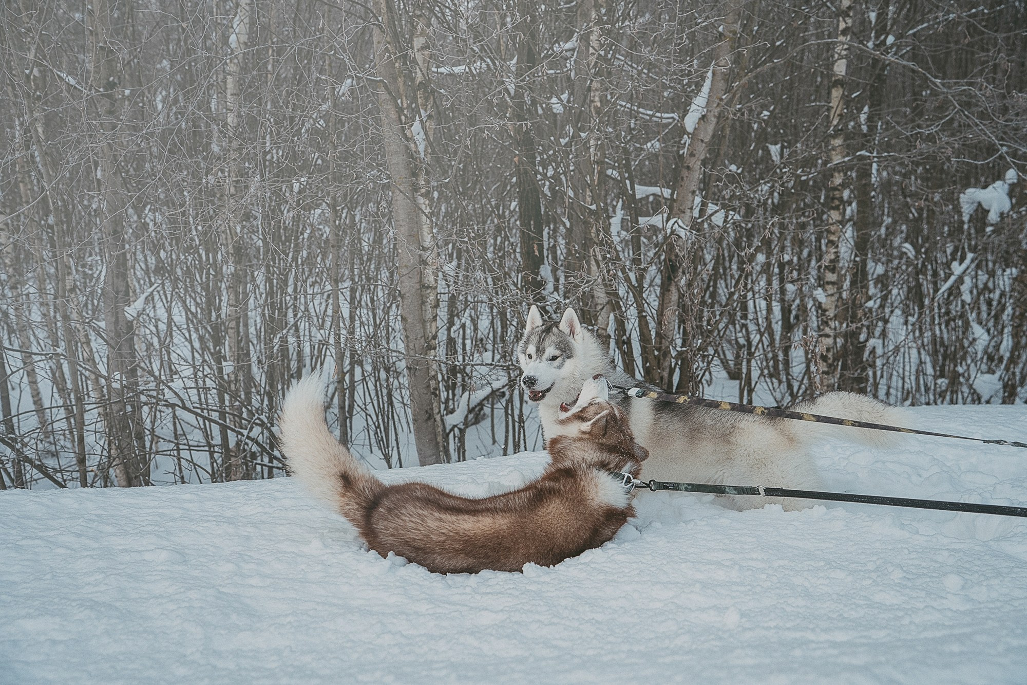 Полина, Уго и Пышка. Фотограф анималист в Москве и Санкт-Петербурге Свиридова Анна