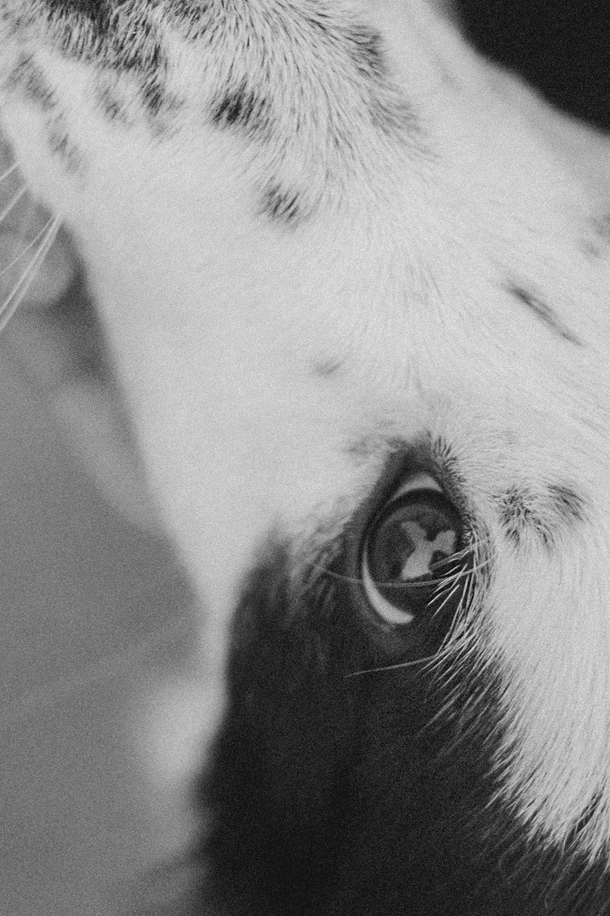 Таня, Дима и Чейси. Фотограф анималист в Москве и Санкт-Петербурге Свиридова Анна