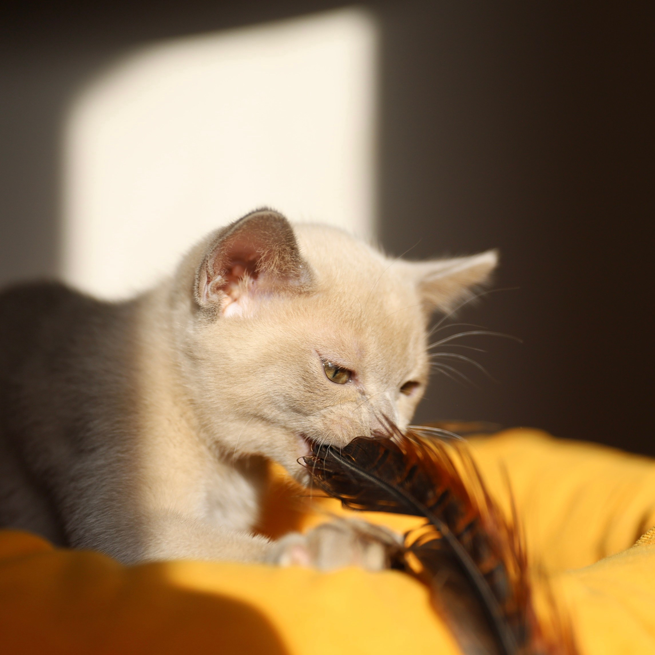 В. Cash. Cattery “Bouncy Life”