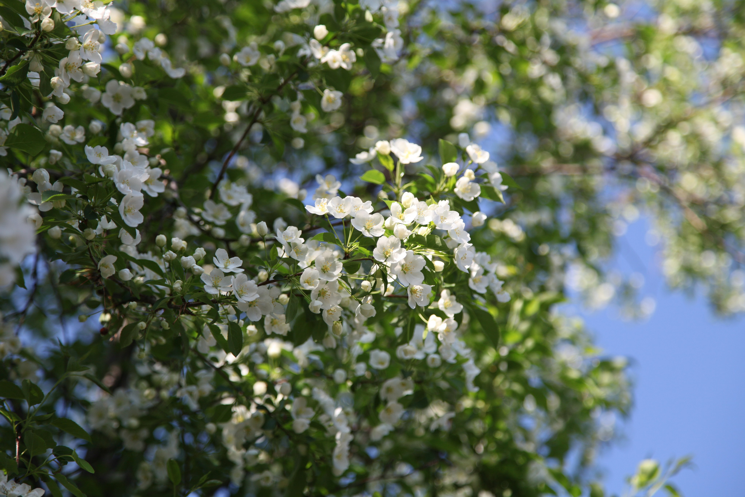 Фото Цветов. Студия Максима Белослюдцева