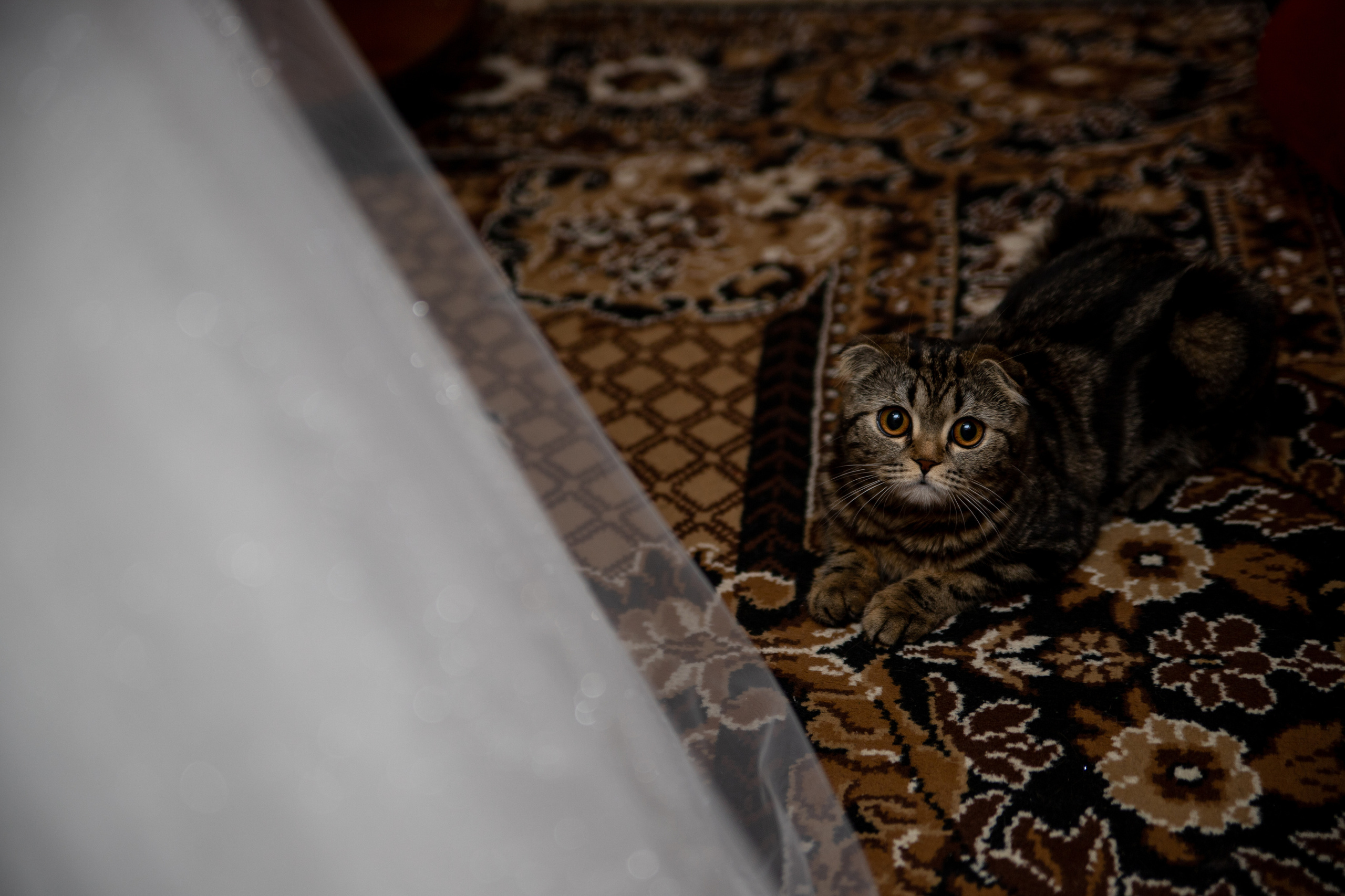 Александр + Елена. Свадебный и семейный фотограф в Михайловке Полина Крипс