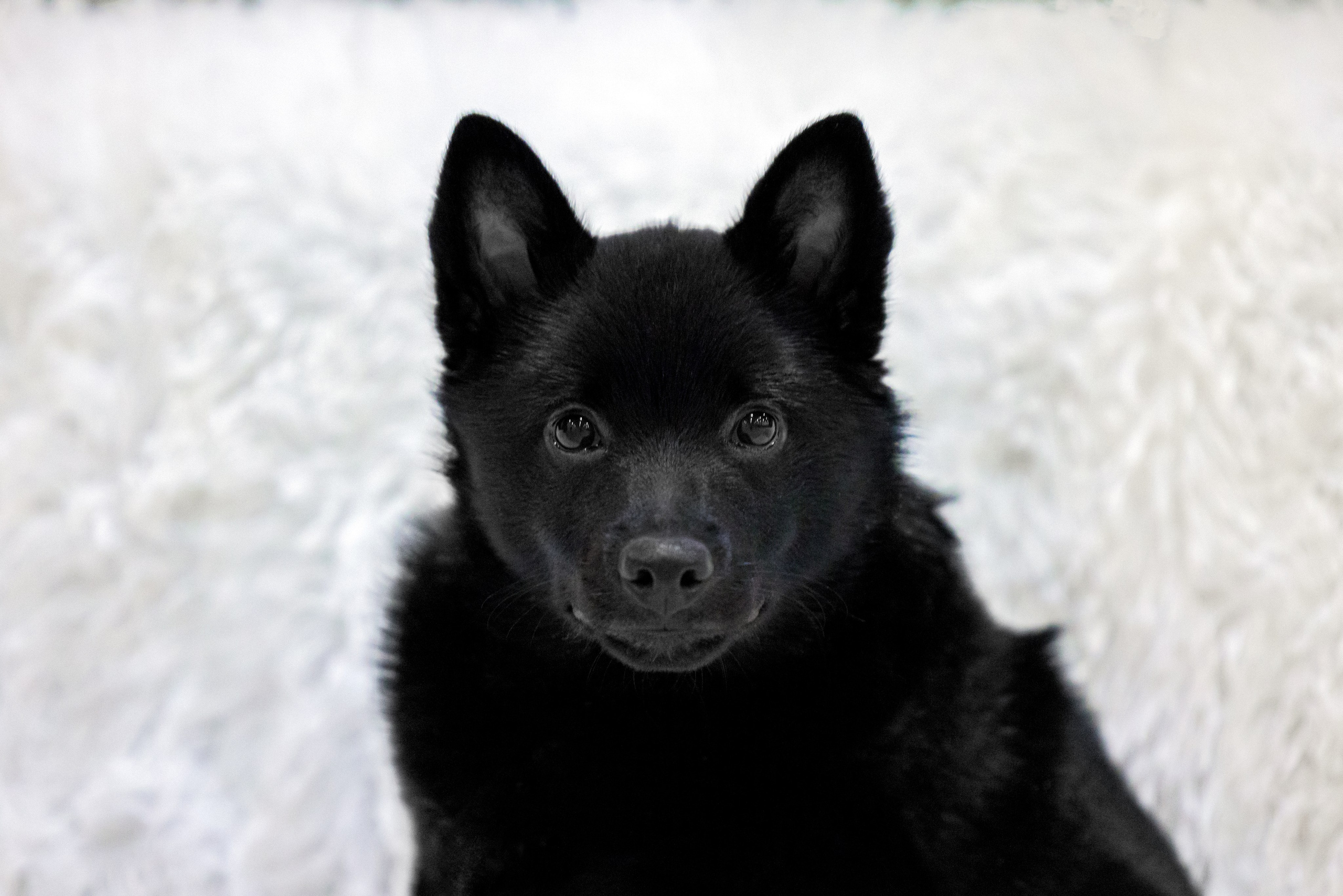 Крокус 3,9 и 10.12.2023