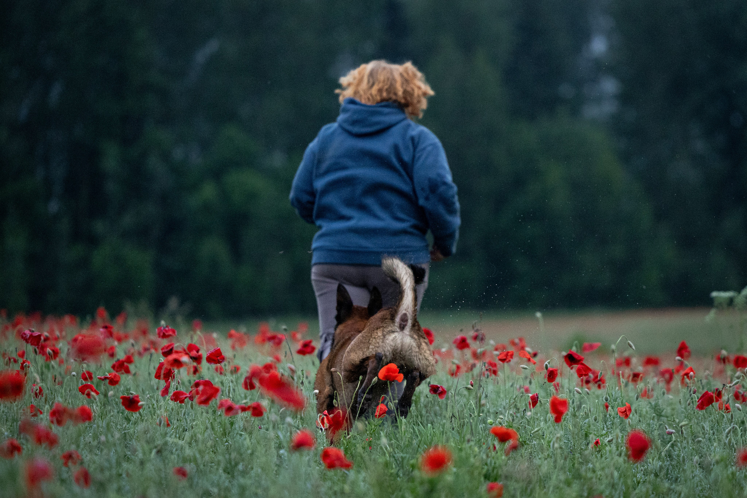 Маковое поле. Фотограф-анималист Анна Маринич