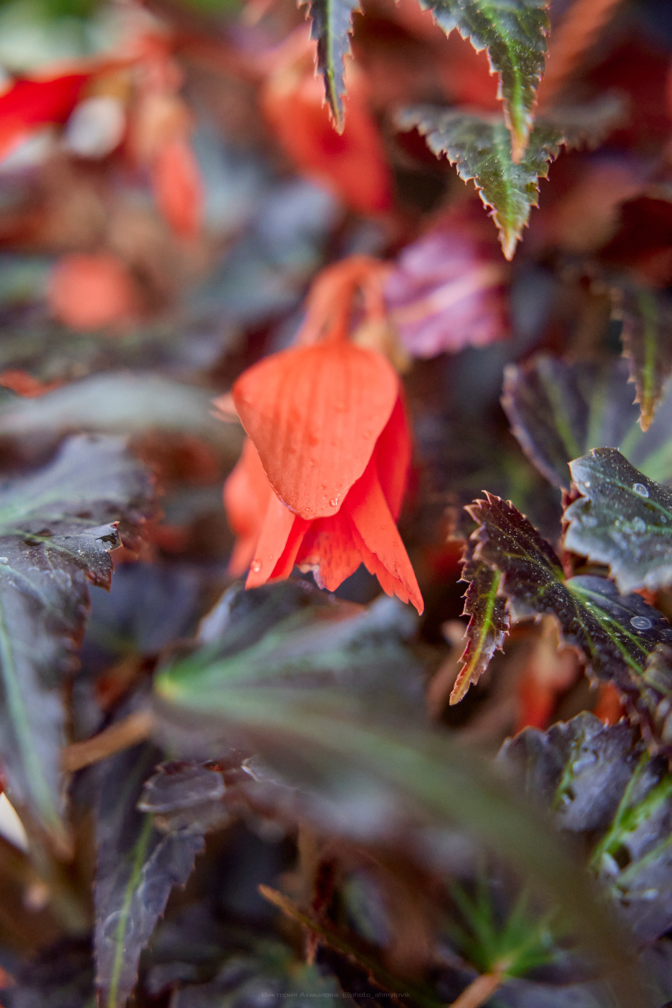 Флора. Виктория Ахмылова. Фотограф в Москве