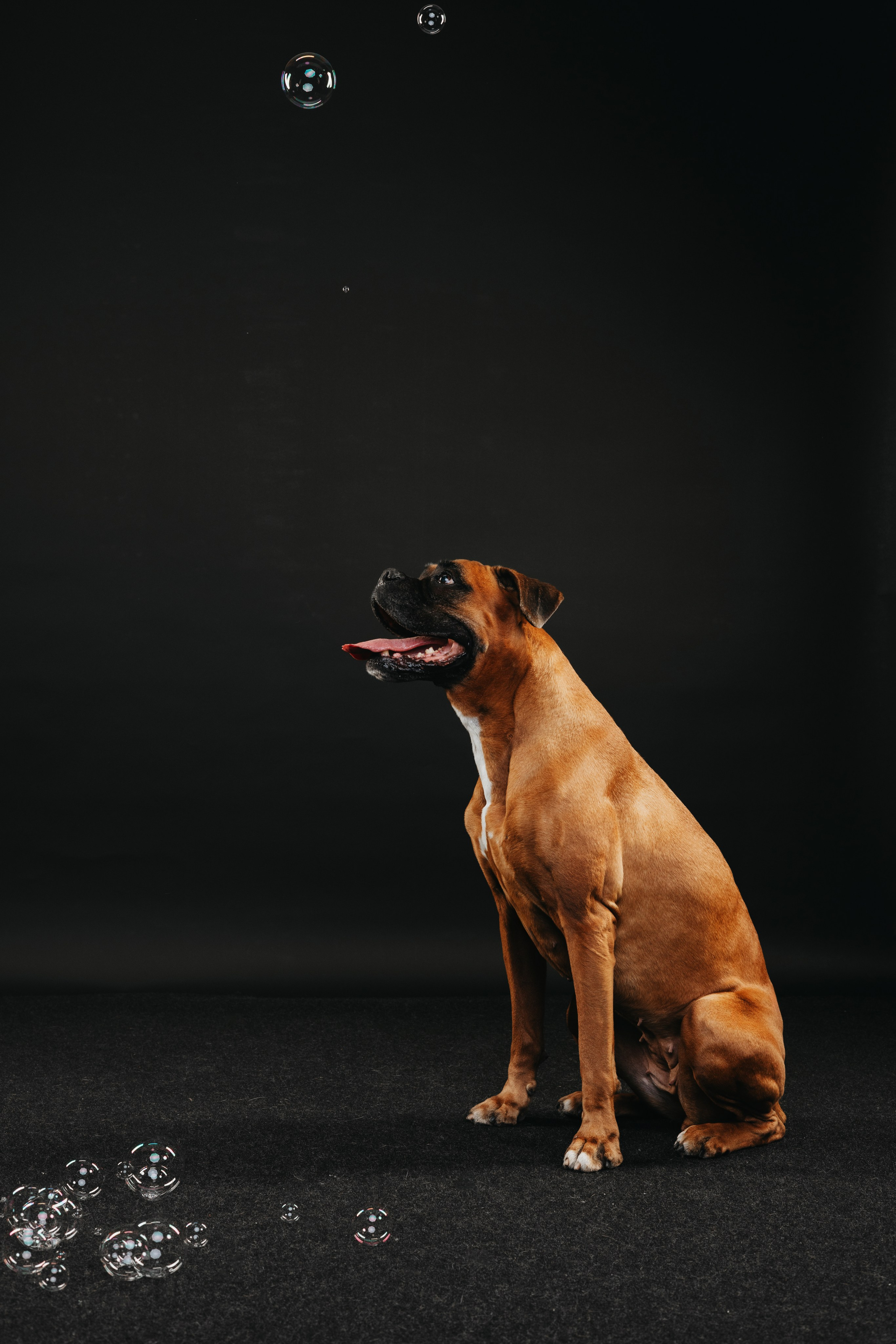 Боксер Челси. Фотограф анималист Осипчикова Мария