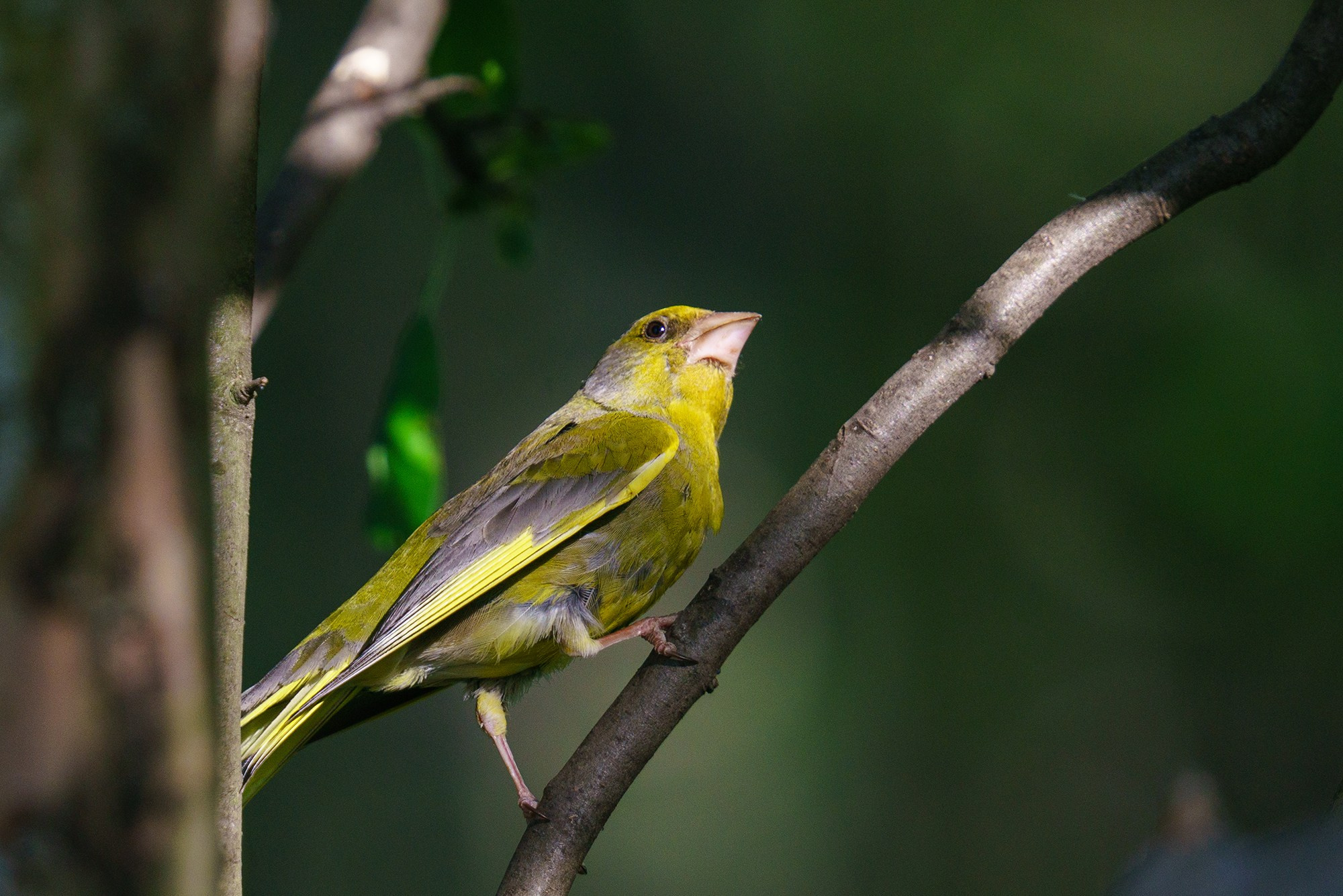 Удивительные мир птиц. Вокруг нас столько прекрасного — присмотритесь!. Ваш личный фотограф Марина Волкова
