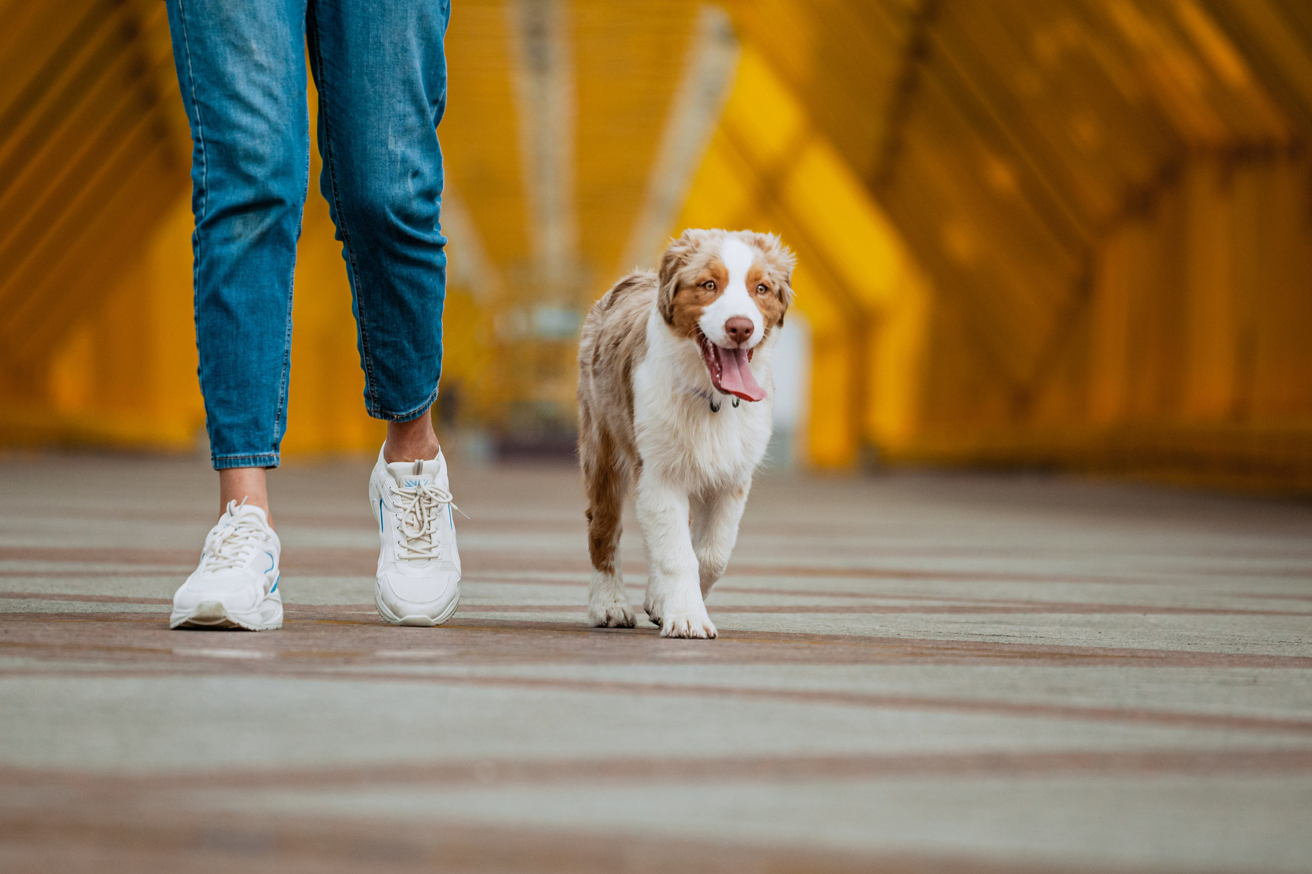 Андреевский мост. Фотограф-анималист Татьяна Степанова