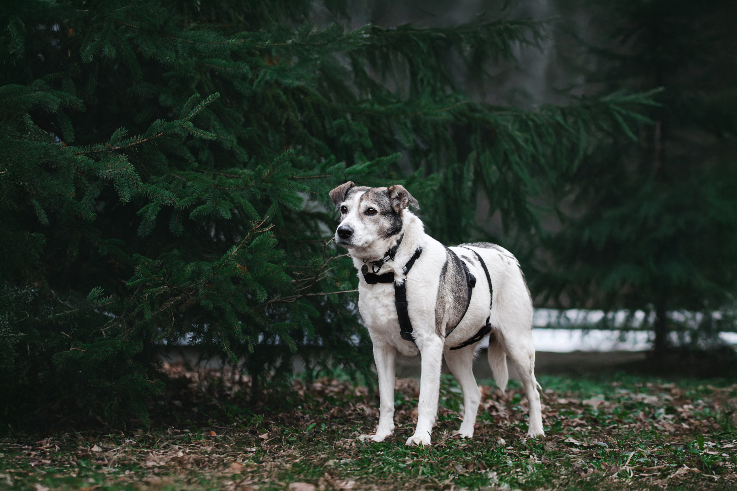 Собаки из приюта Дубовая роща весна 2025. Фотограф-анималист Татьяна Степанова