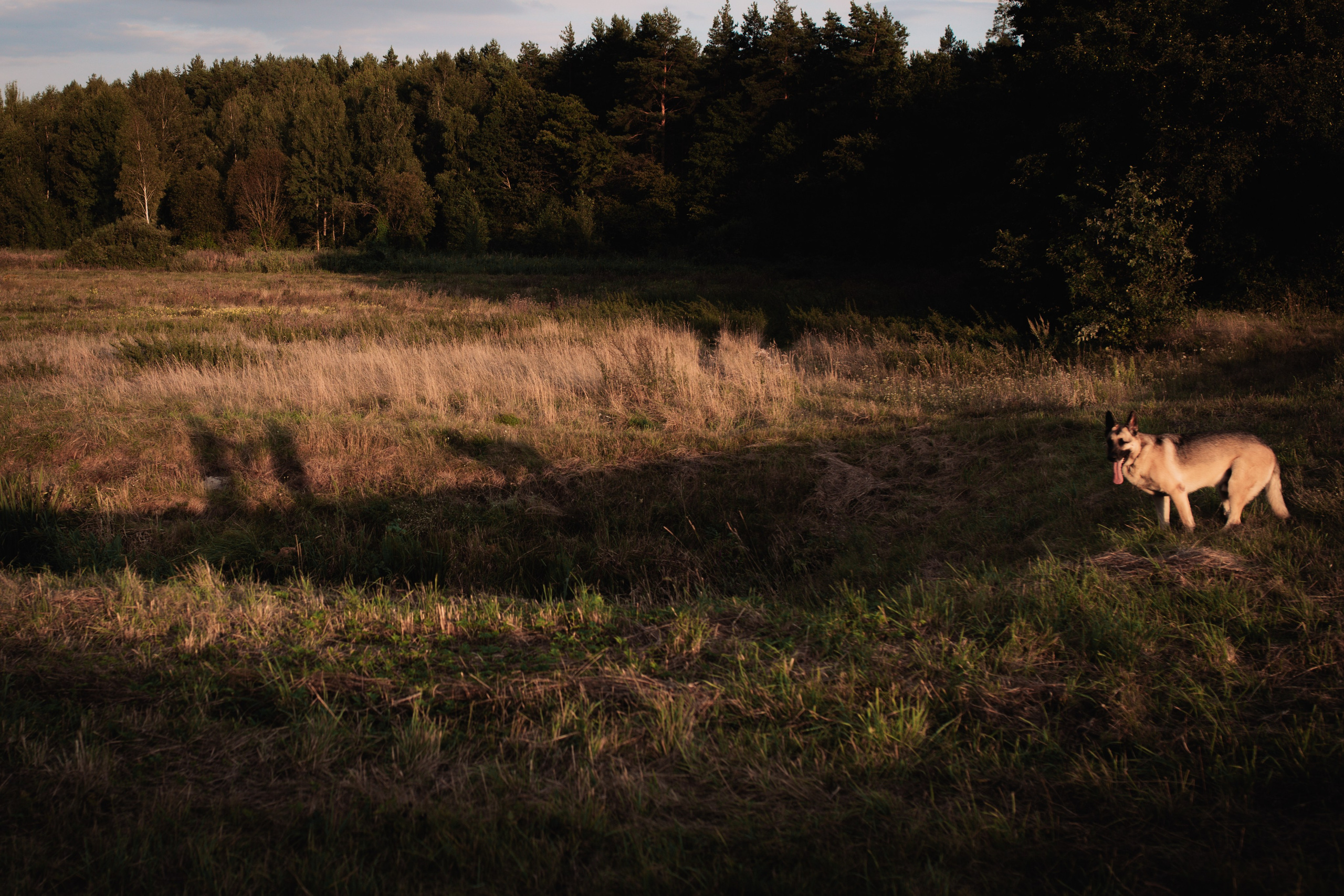 Николай, Алёна и Сэм