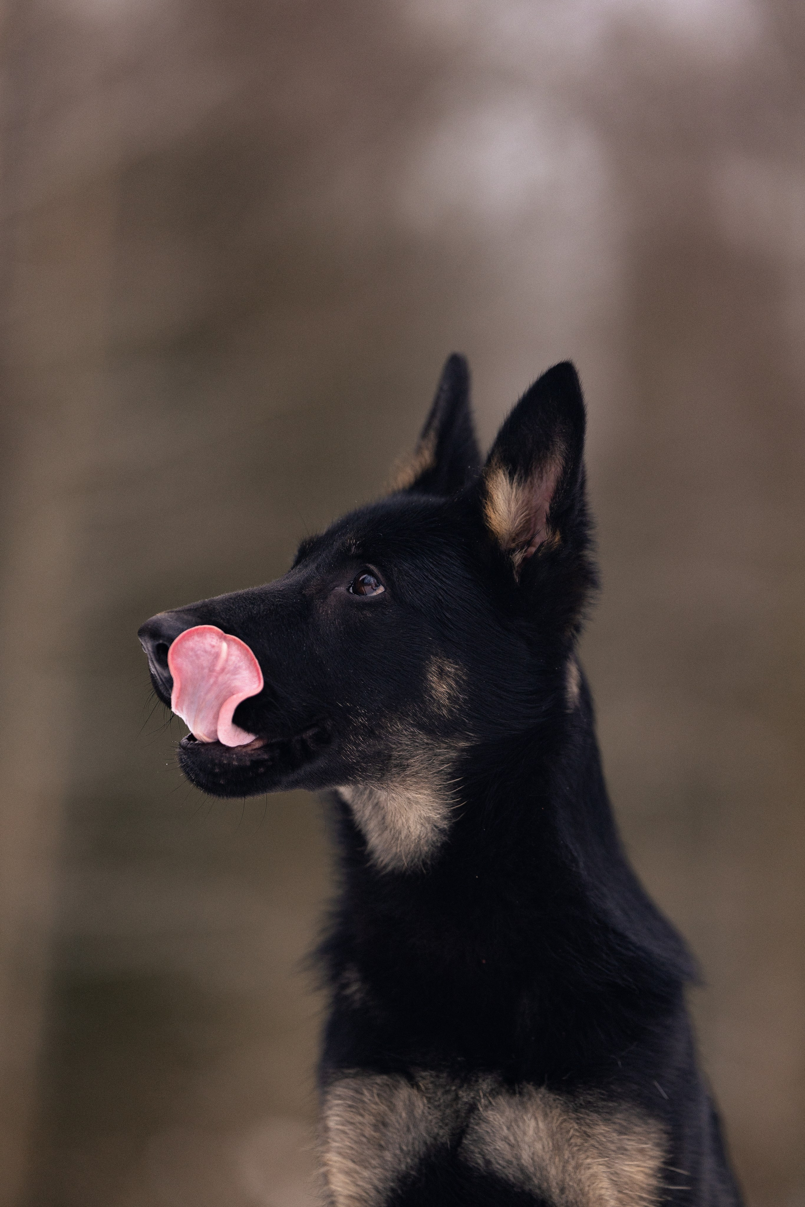 Немецкая овчарка. Фотограф и видеограф анималист Аганина Дарья