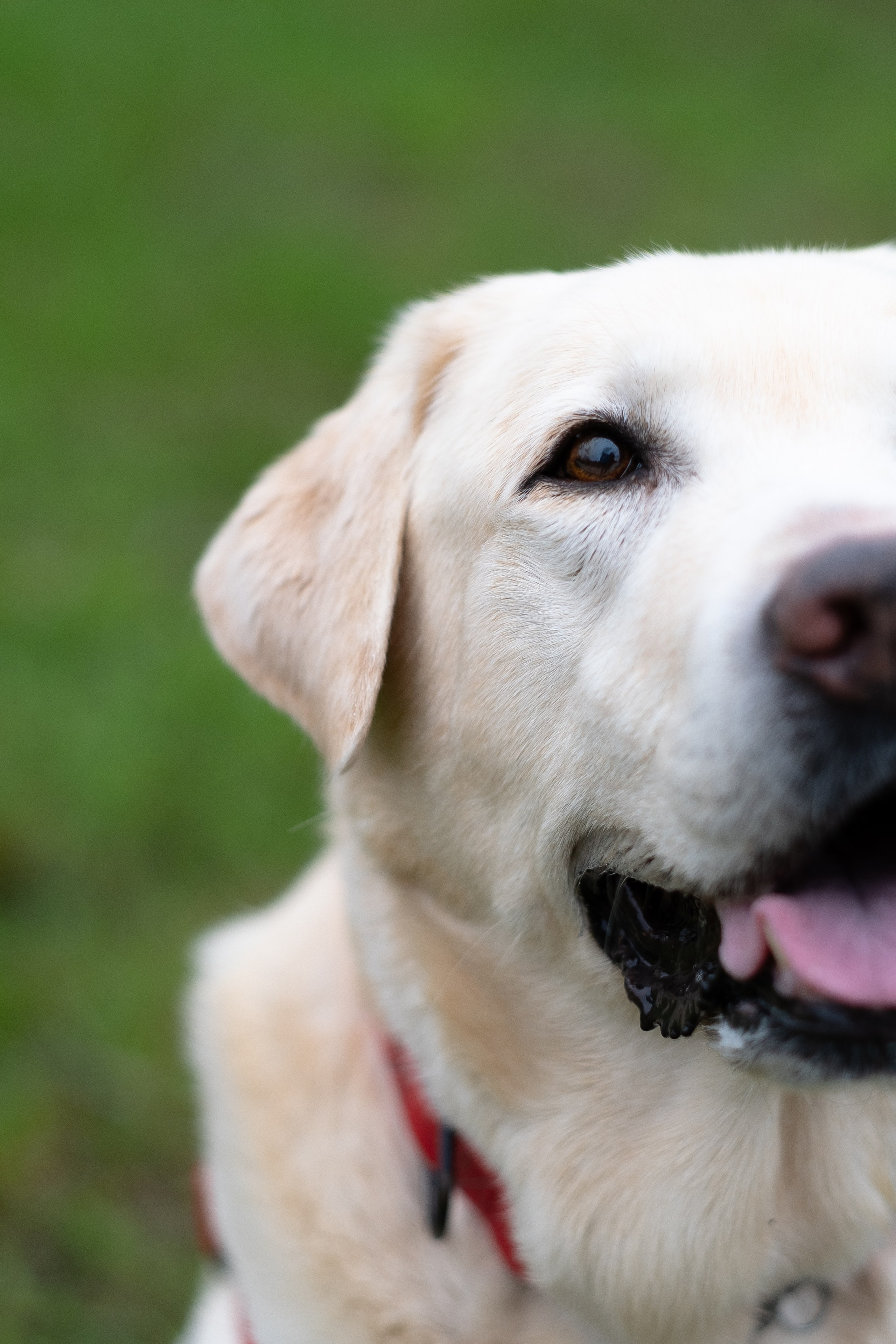 Света и Лето. Фотограф и видеограф анималист Аганина Дарья