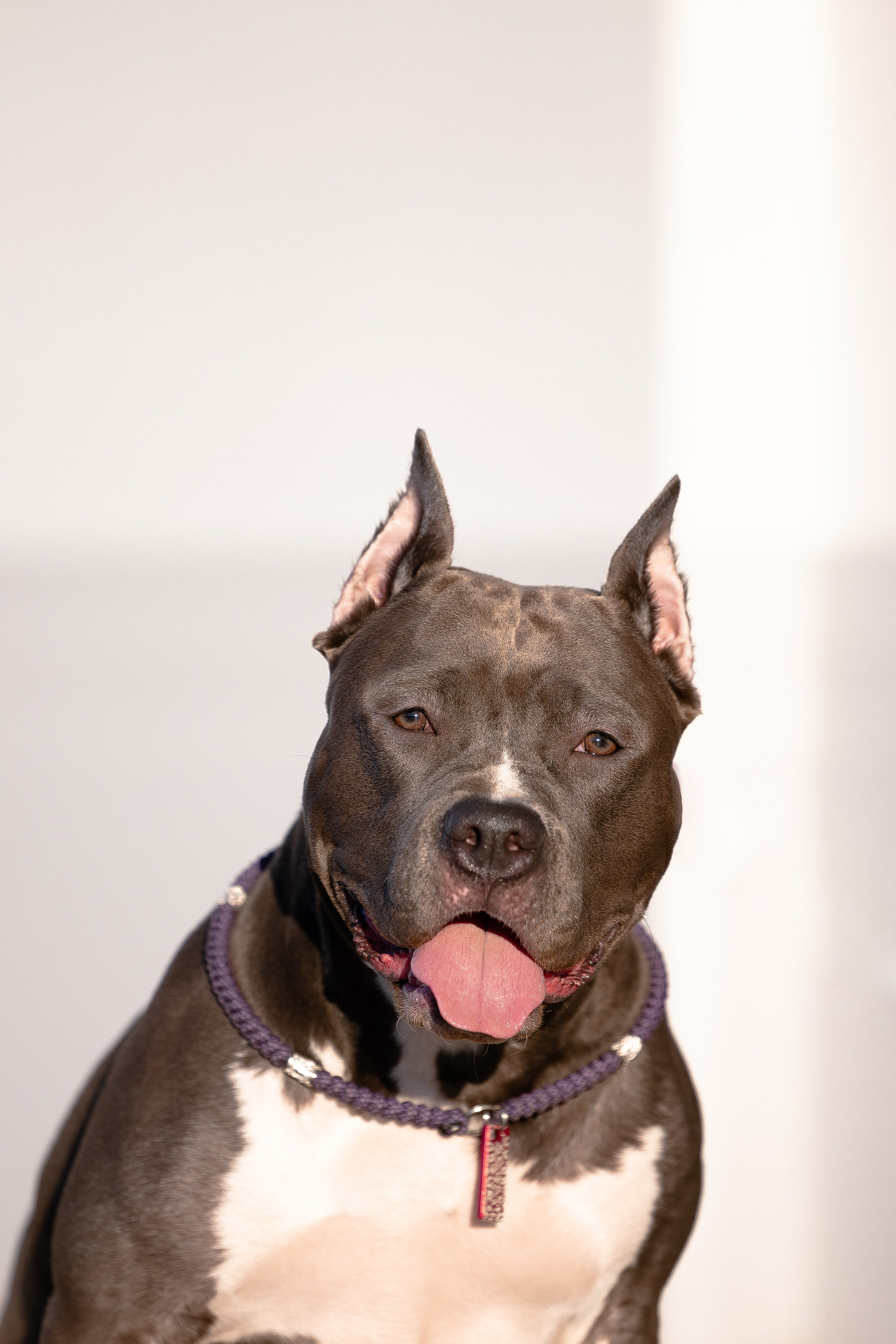 Катя, Леша, Трой и Лея. Фотограф и видеограф анималист Аганина Дарья