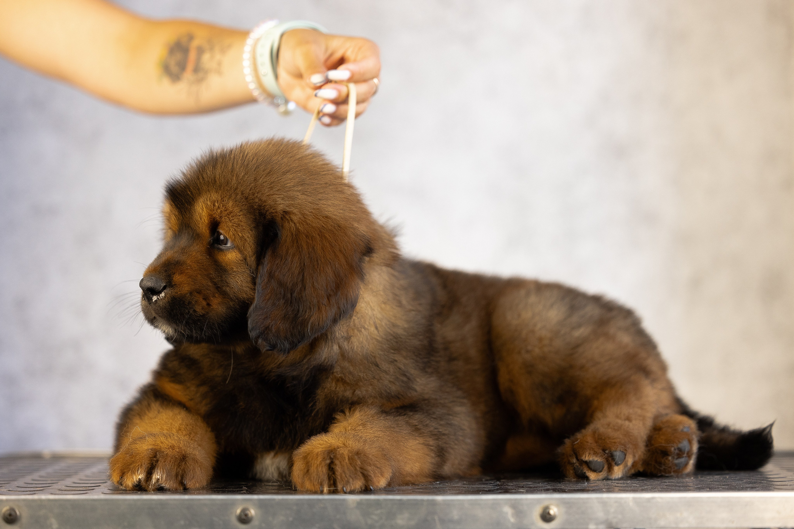 Тибетский мастиф. Фотограф и видеограф анималист Аганина Дарья