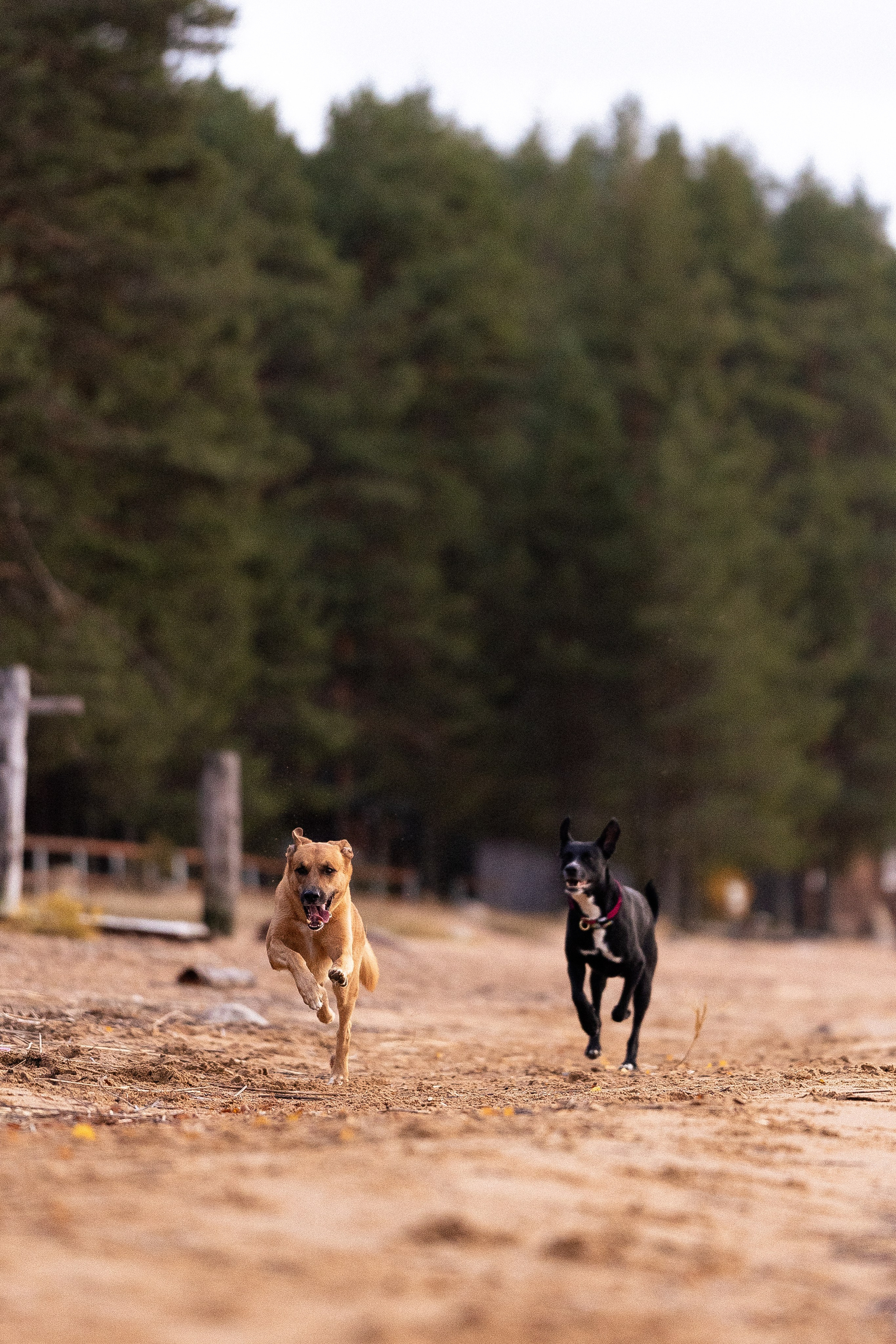 Karelia. Фотограф и видеограф анималист Аганина Дарья