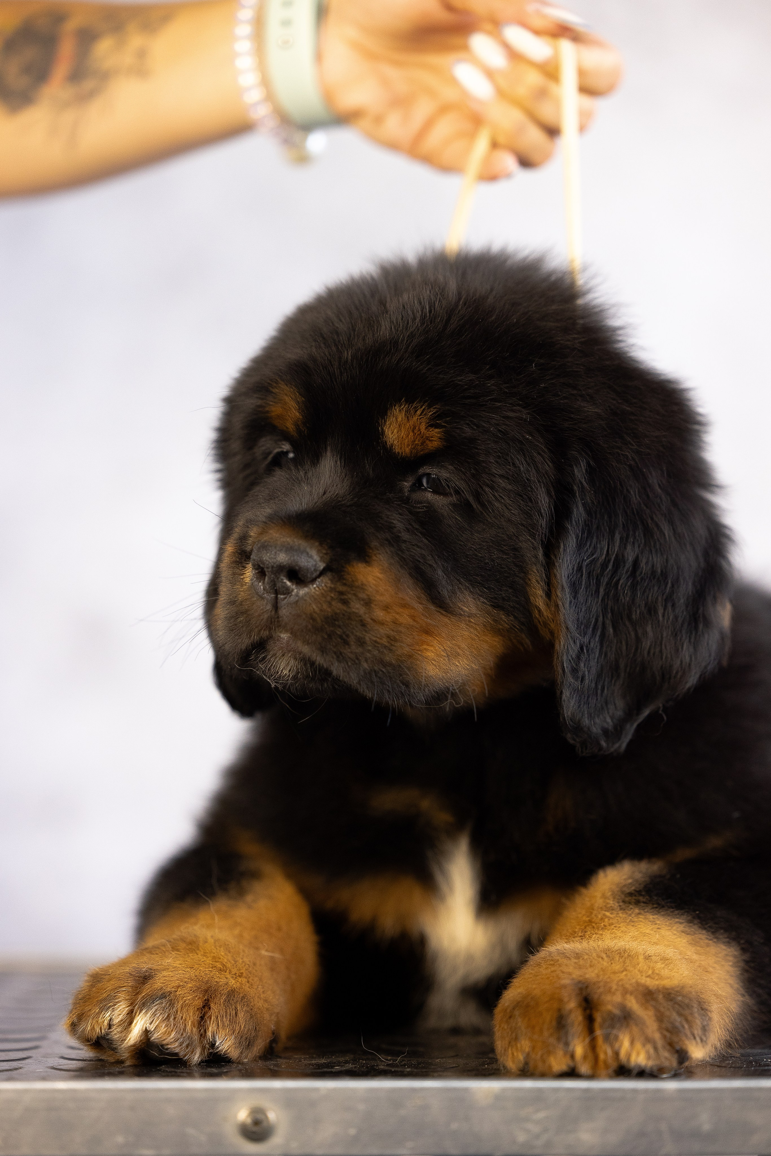 Тибетский мастиф. Фотограф и видеограф анималист Аганина Дарья