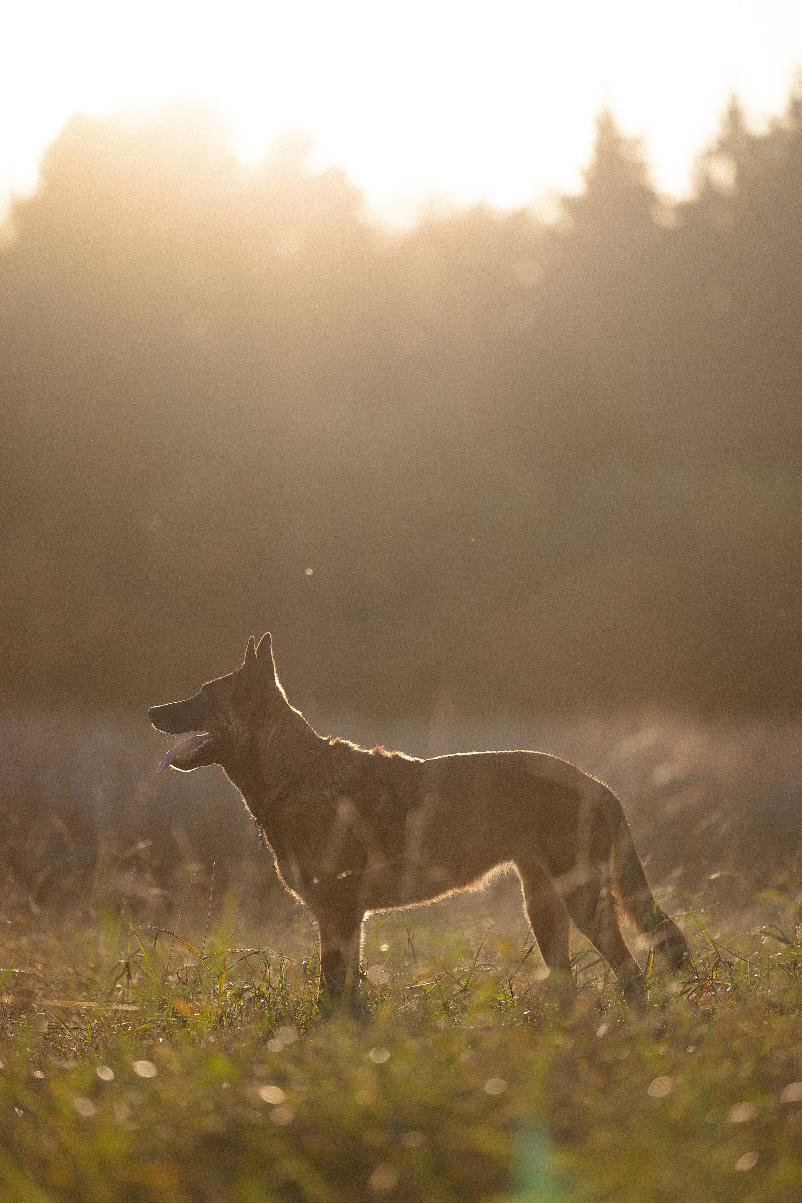 Женя, Афра и Молли. Фотограф и видеограф анималист Аганина Дарья
