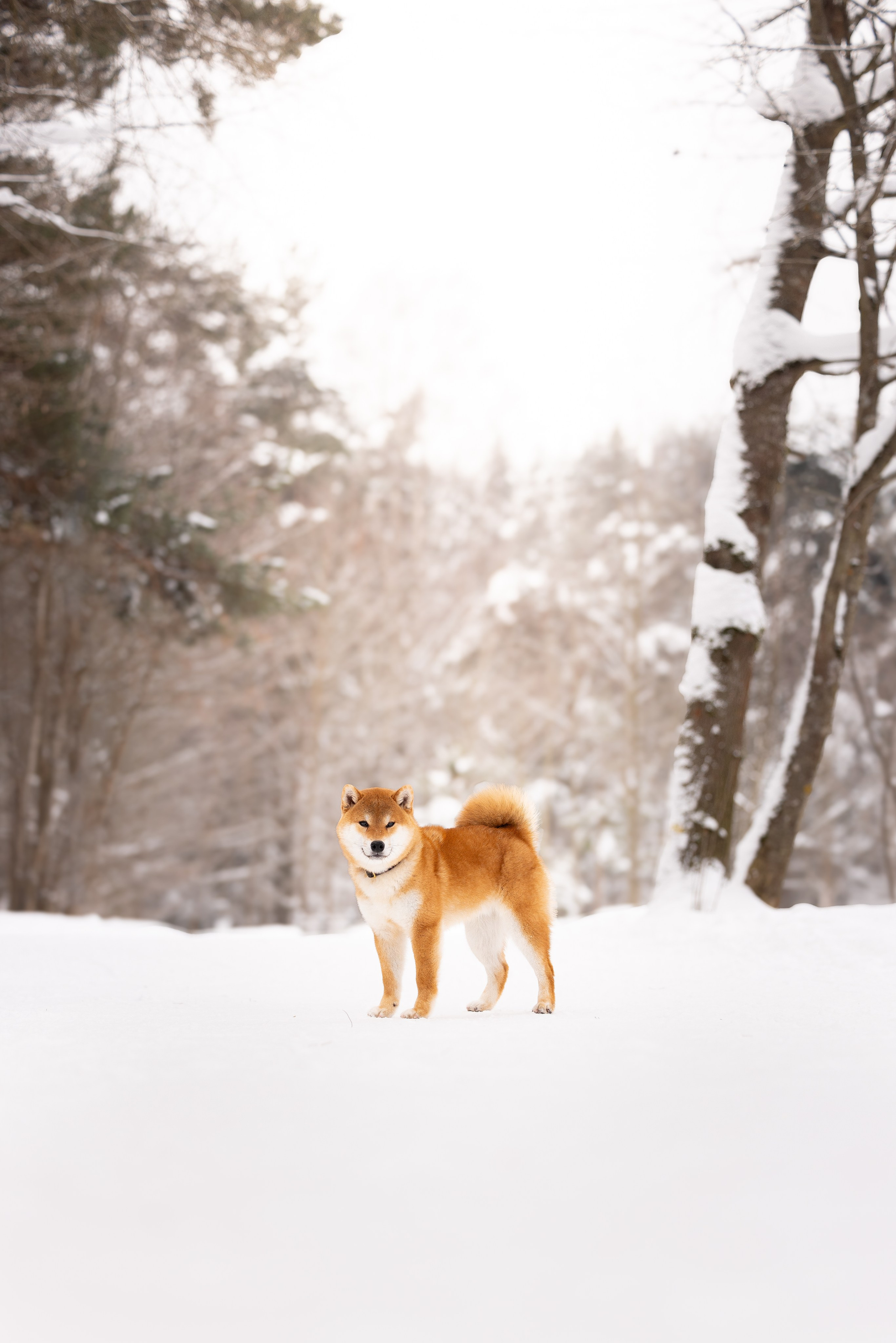 Юми, Серж и Тоши. Фотограф и видеограф анималист Аганина Дарья