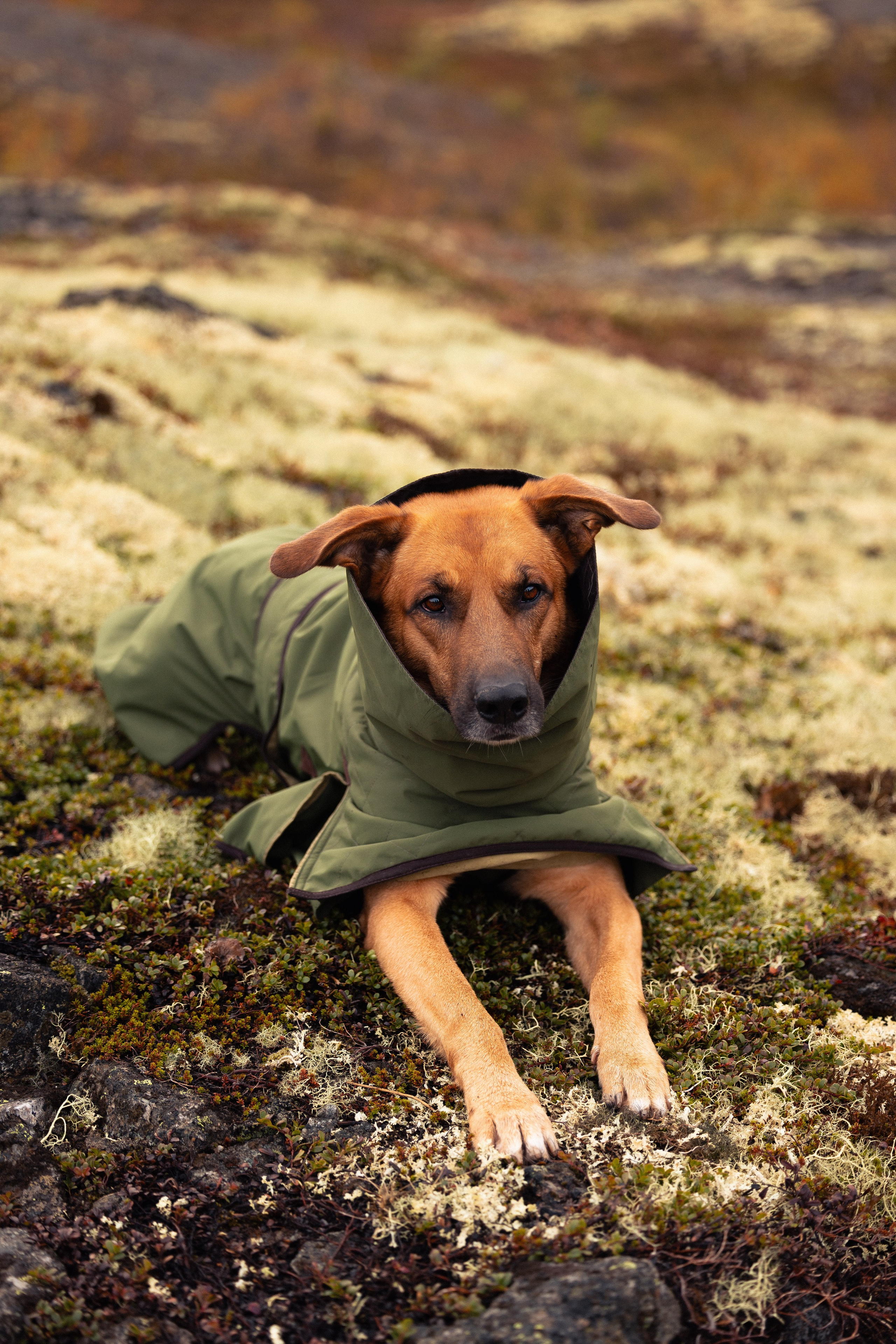 Кольский. Фотограф и видеограф анималист Аганина Дарья