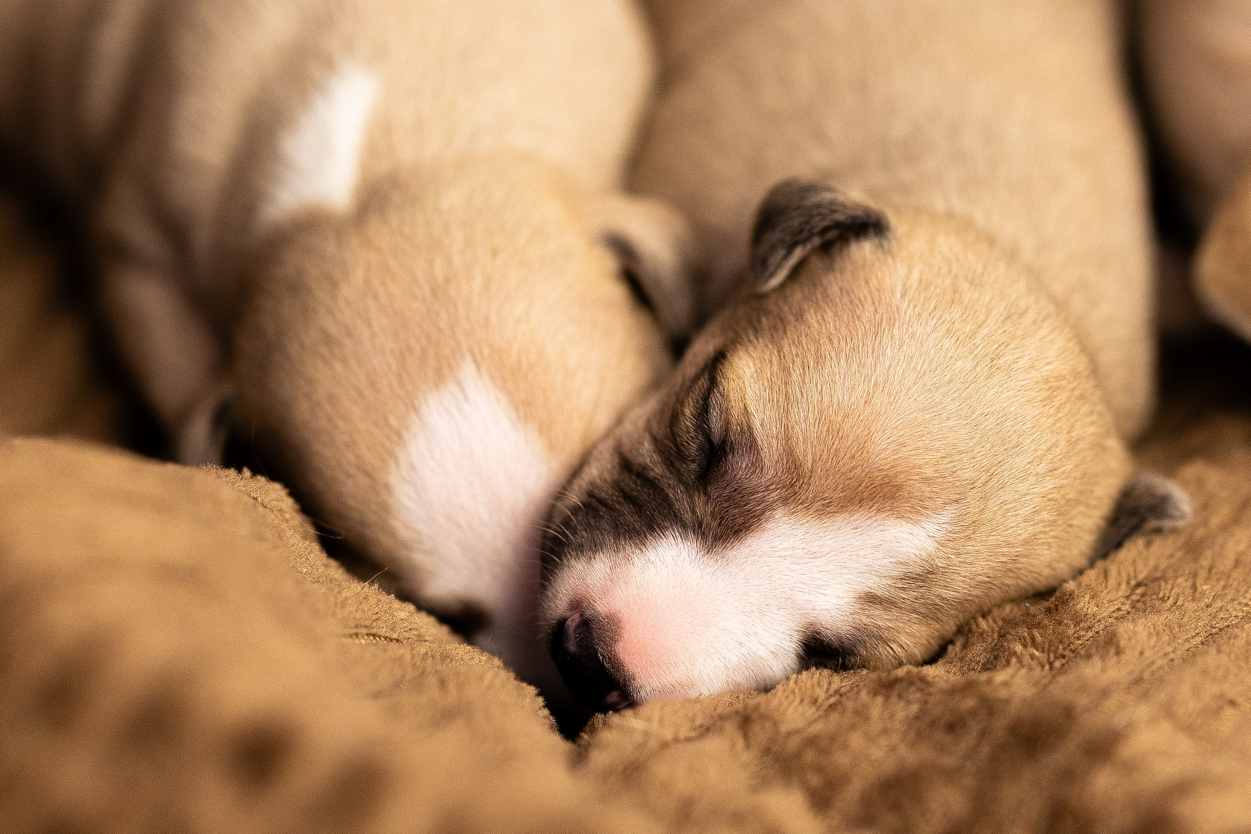 Уиппет. Фотограф и видеограф анималист Аганина Дарья
