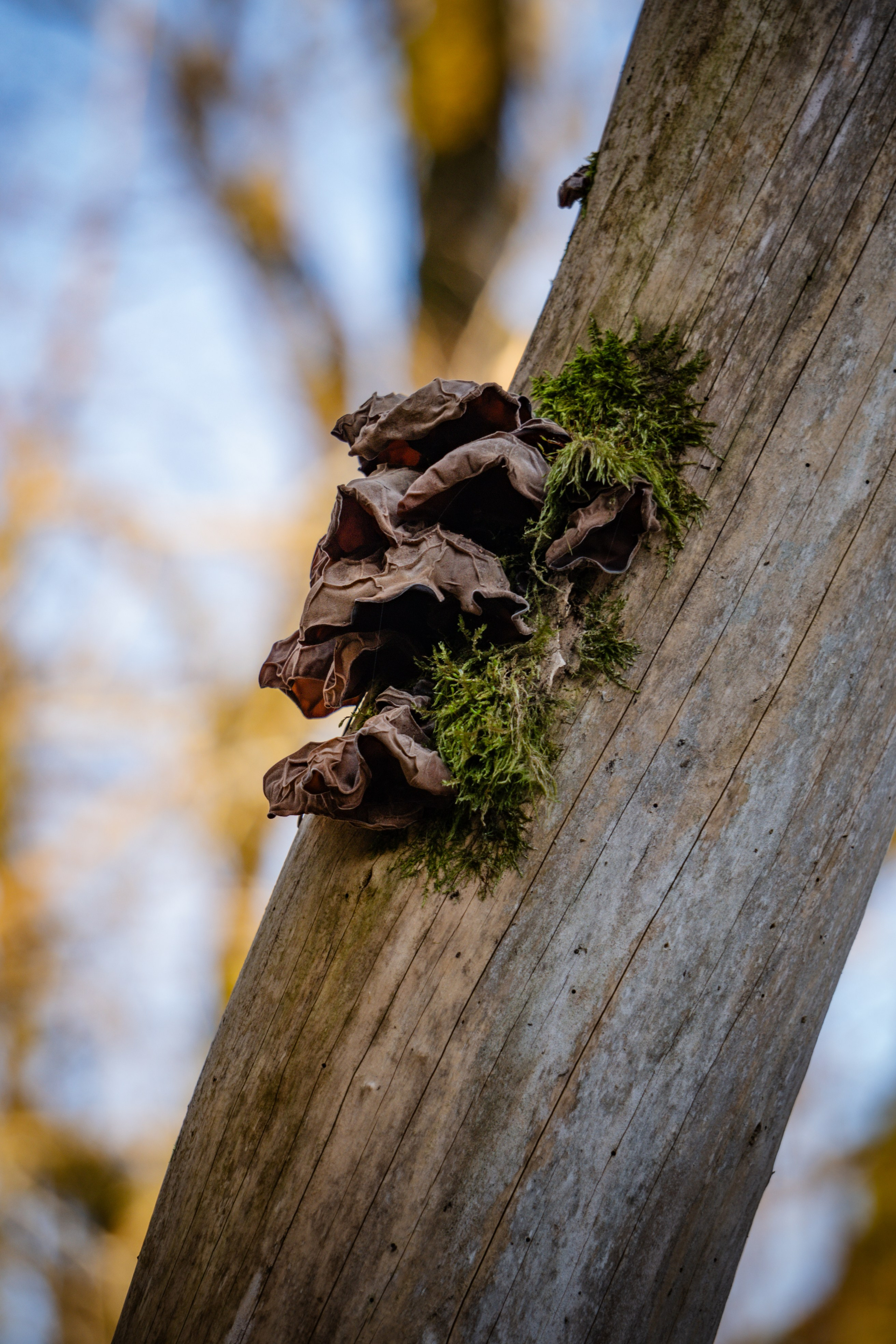 Тисо-самшитовая роща. Yaratezza production