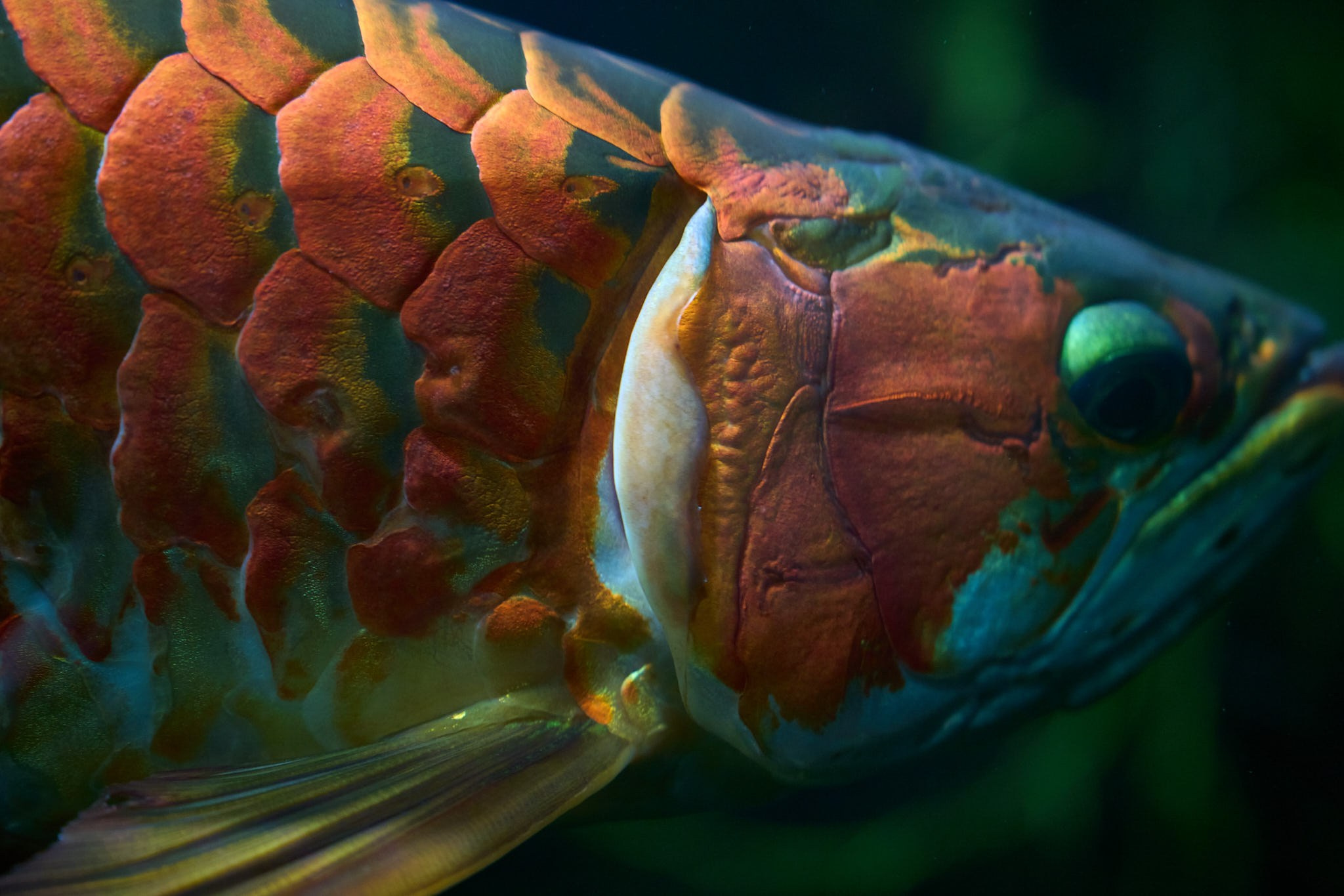 ZOO. ФОТОГРАФ ЕКАТЕРИНБУРГ