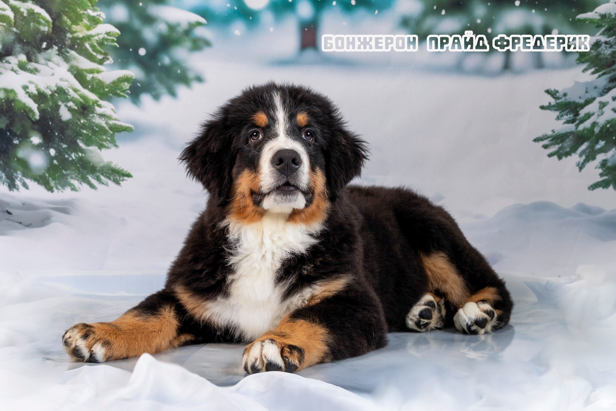 Бонжерон прайд. Фотограф 📸 семейный, предметный, репортажный