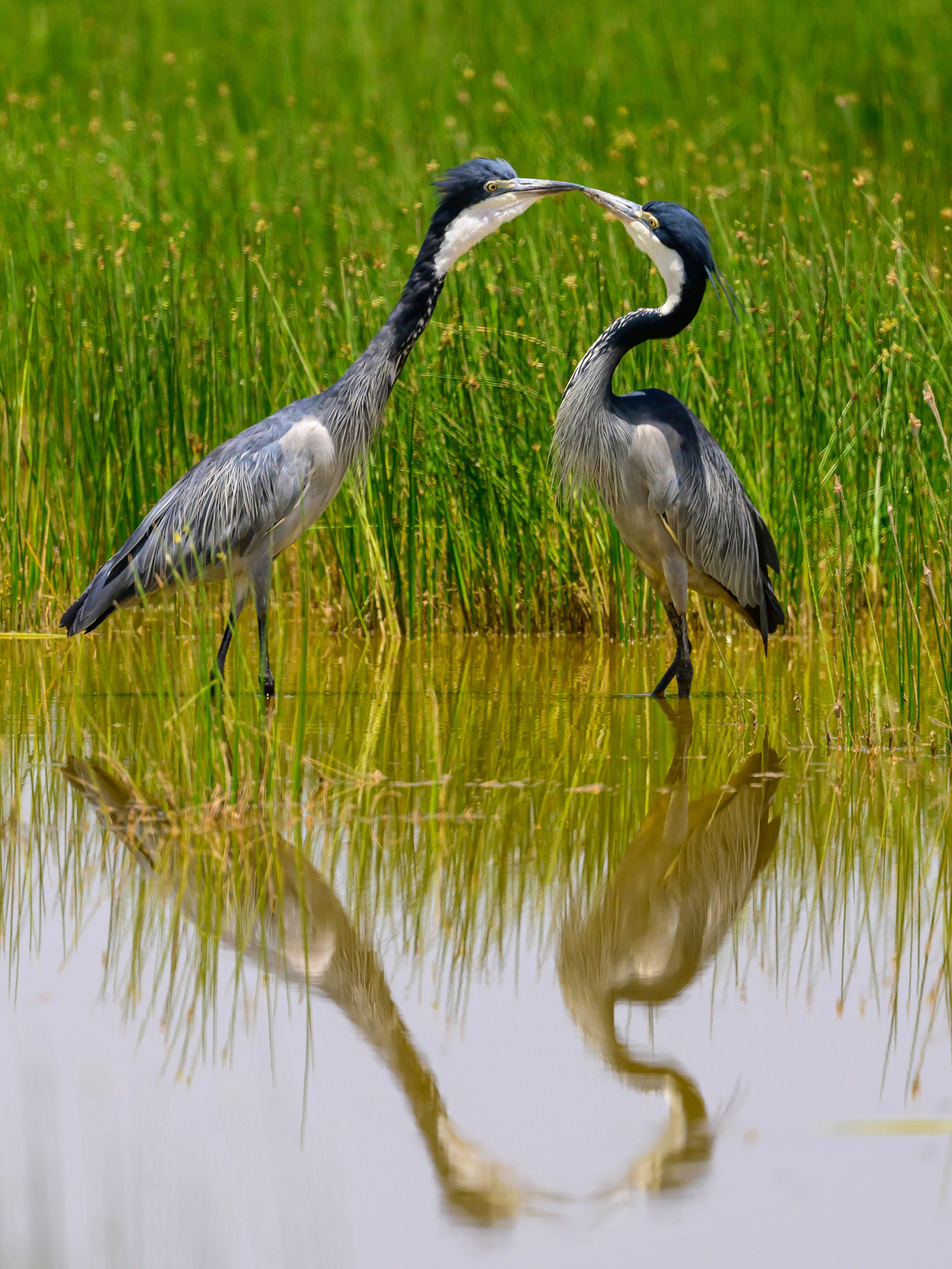 Кения. Wildlife photography by Sergey Puponin