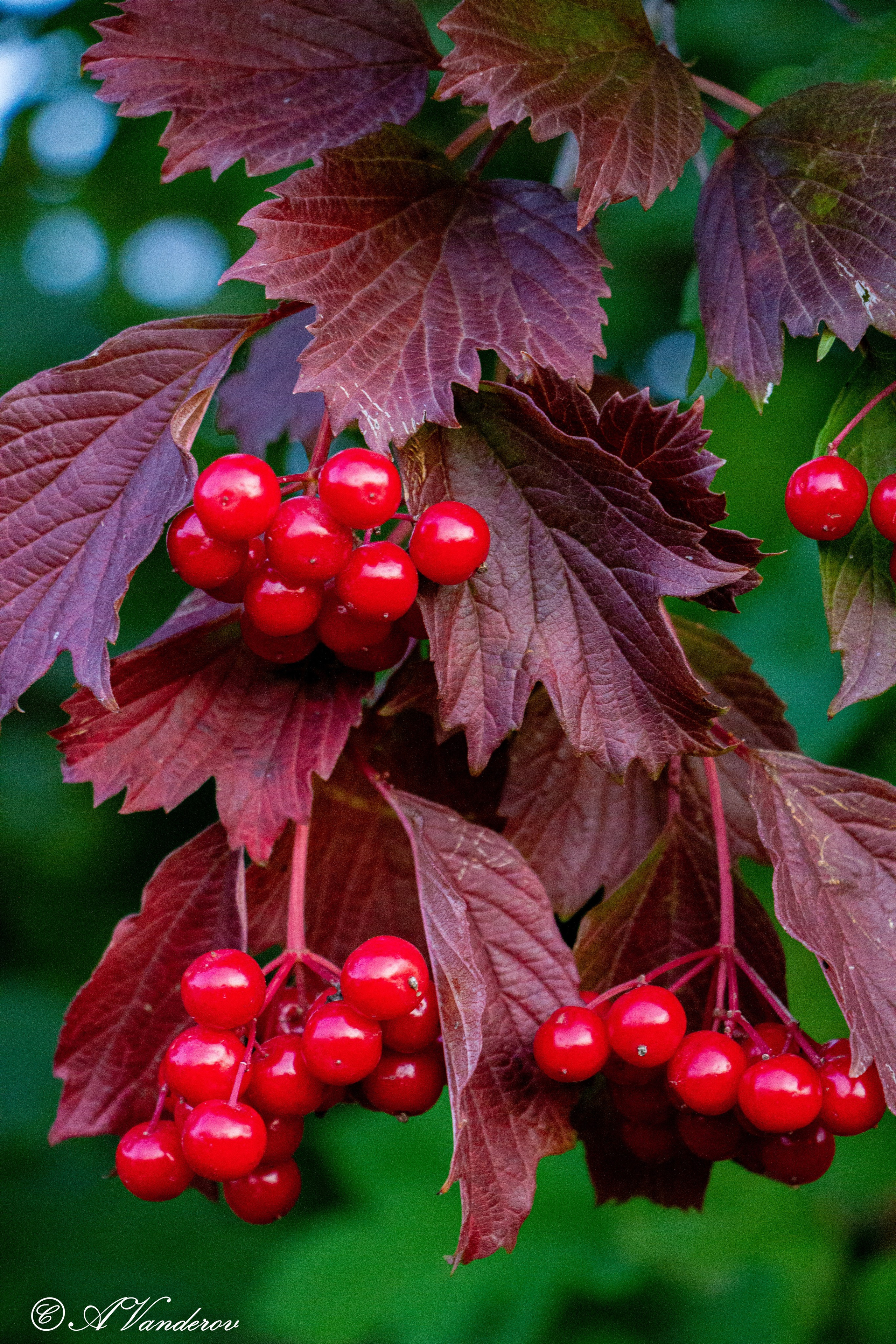 Разное. Фотограф Омск | Александр Вандеров