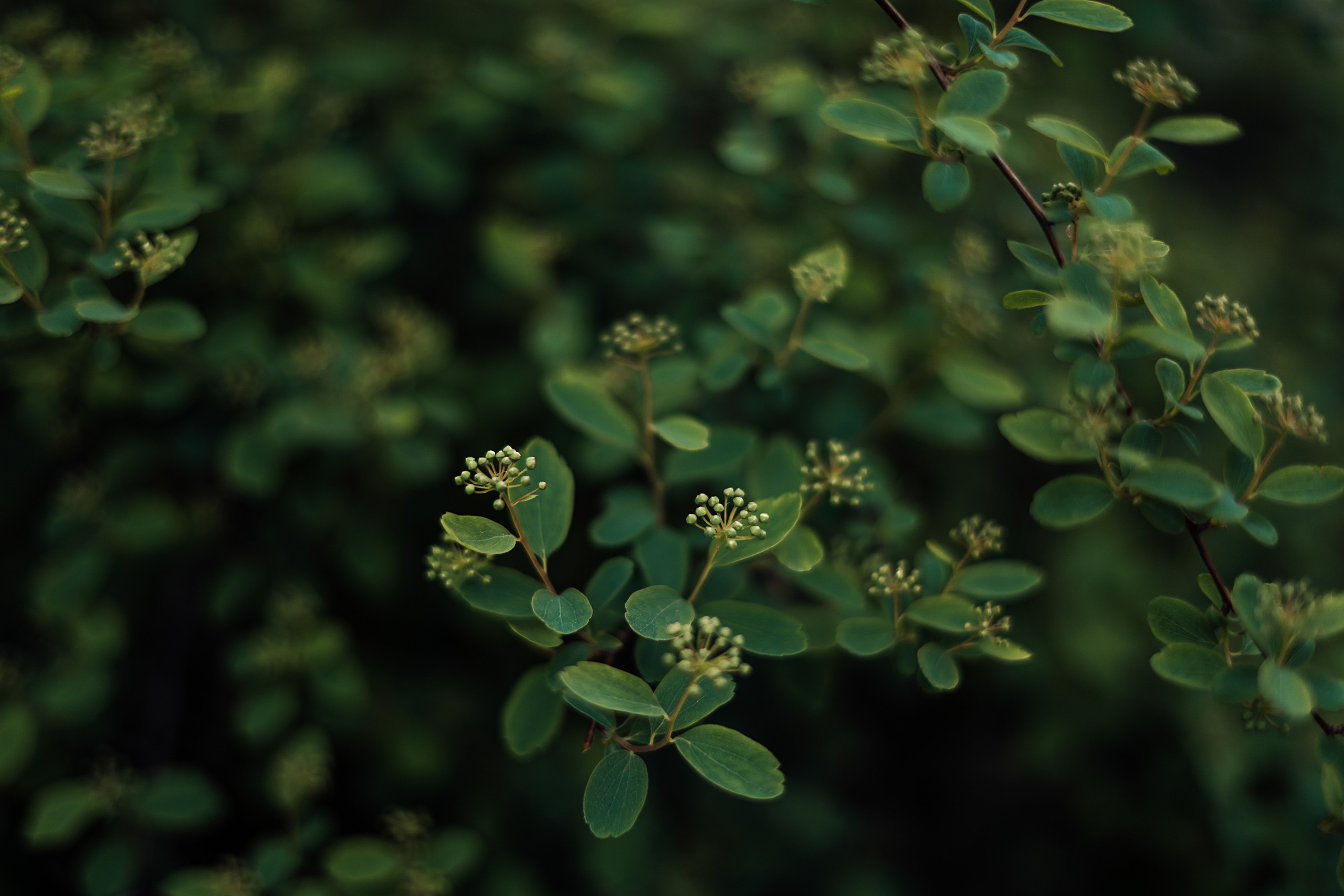 Зелень. Свадебный и семейный фотограф/видеограф в Краснодаре Наталья Осинская