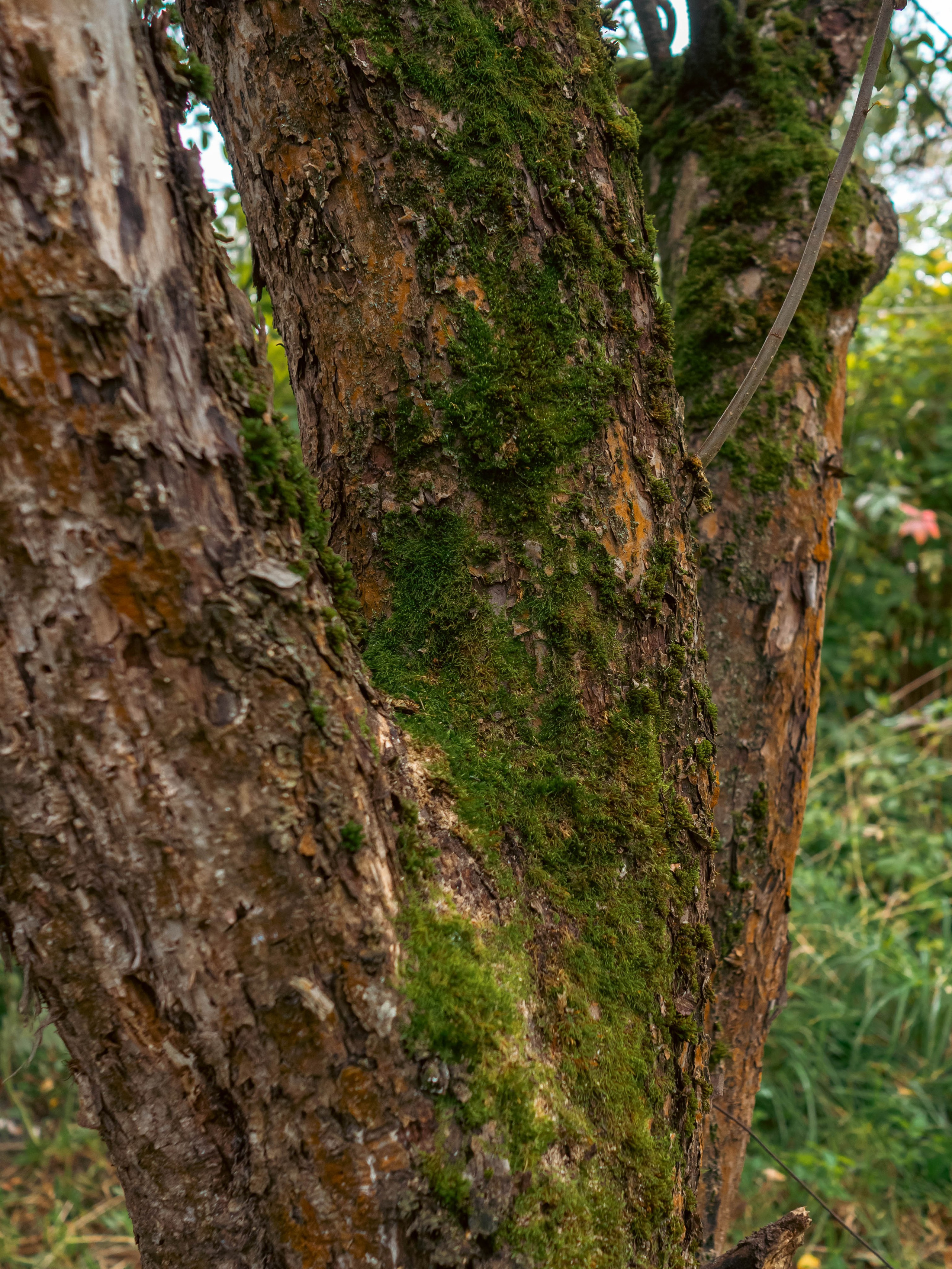 20230916 Дача. Дмитрий Ремизов. Фотография, как хобби