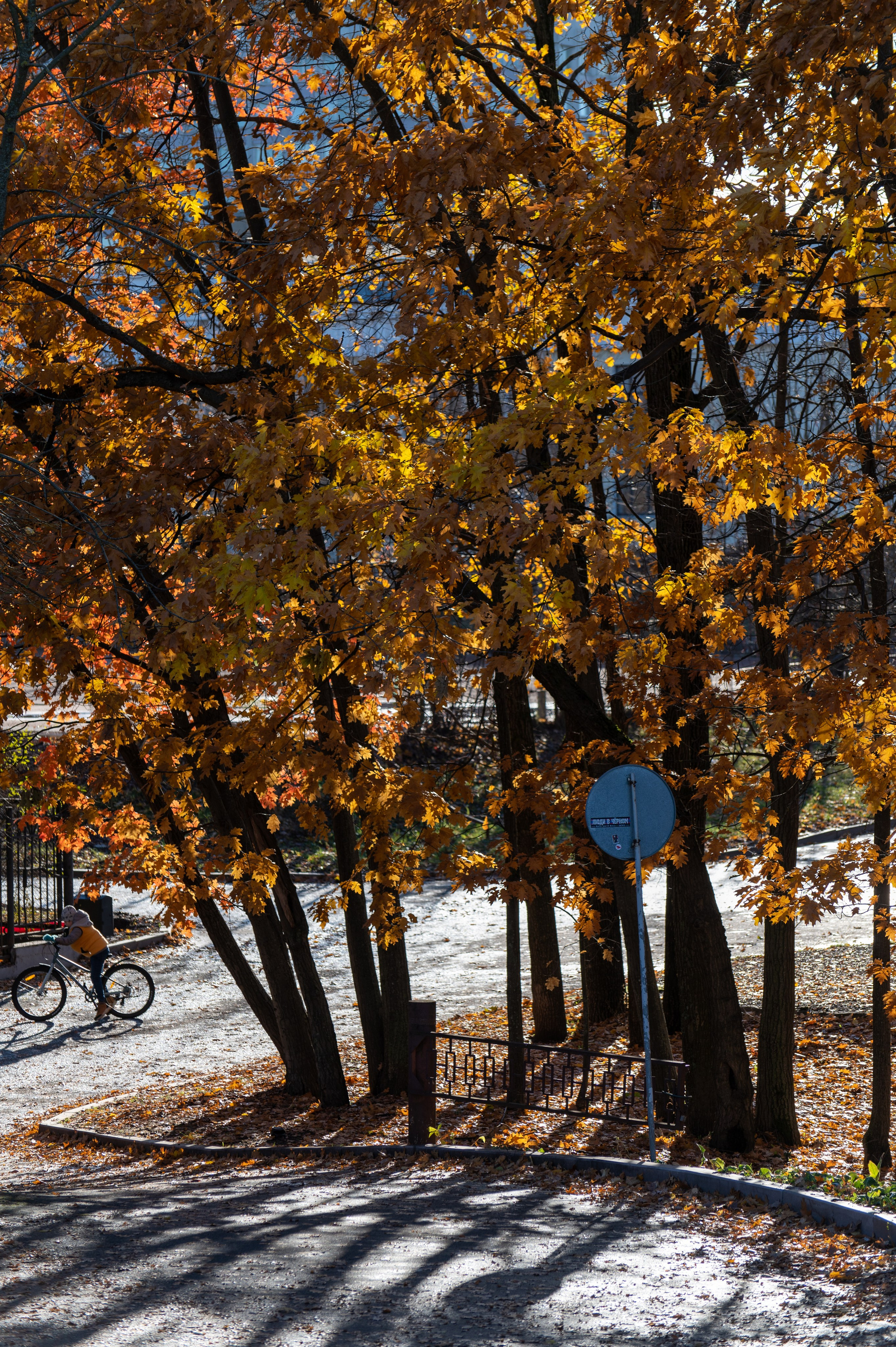 20241102 МГУ. Дмитрий Ремизов. Фотография, как хобби