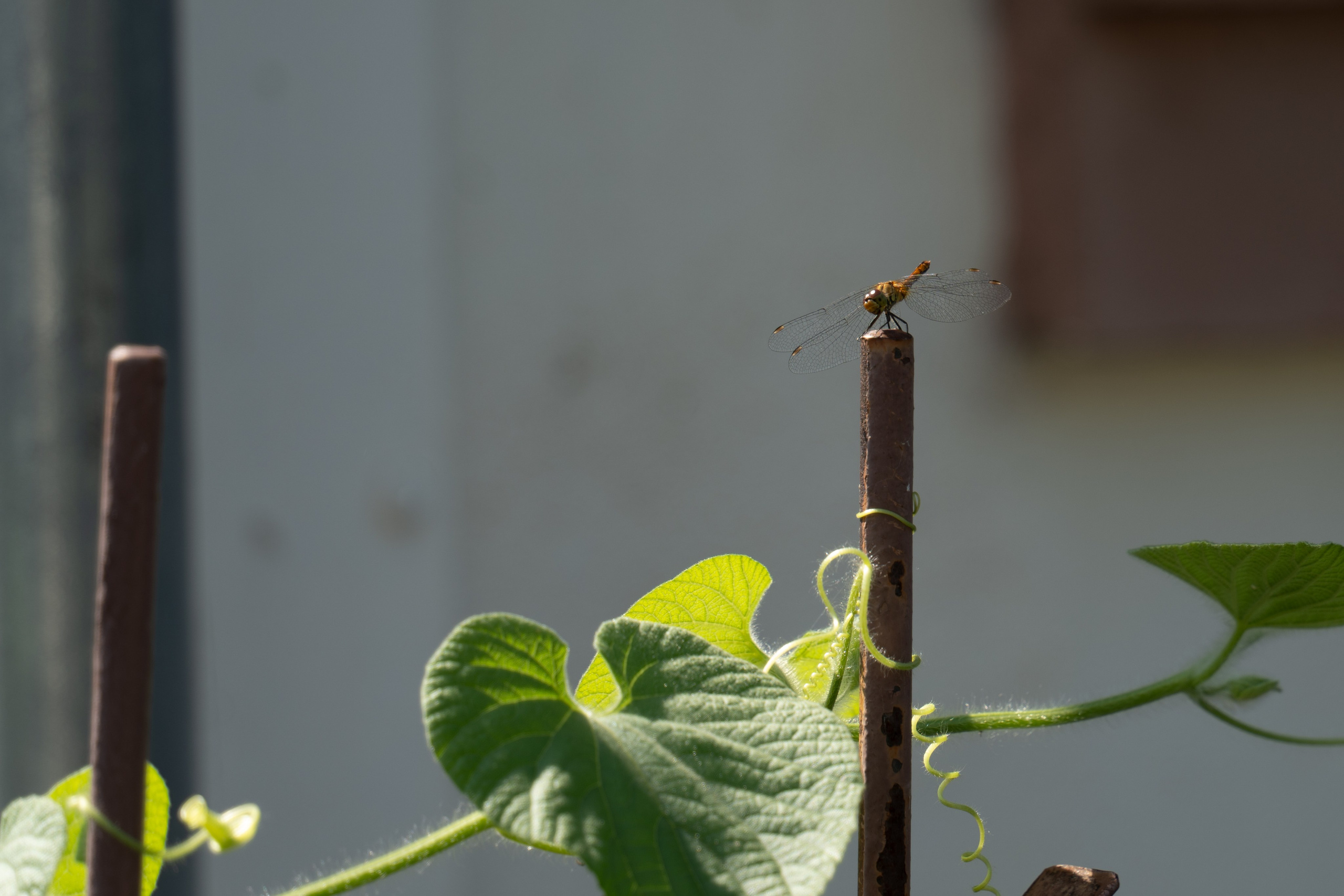 20250729-30 Ростов. Дмитрий Ремизов. Фотография, как хобби