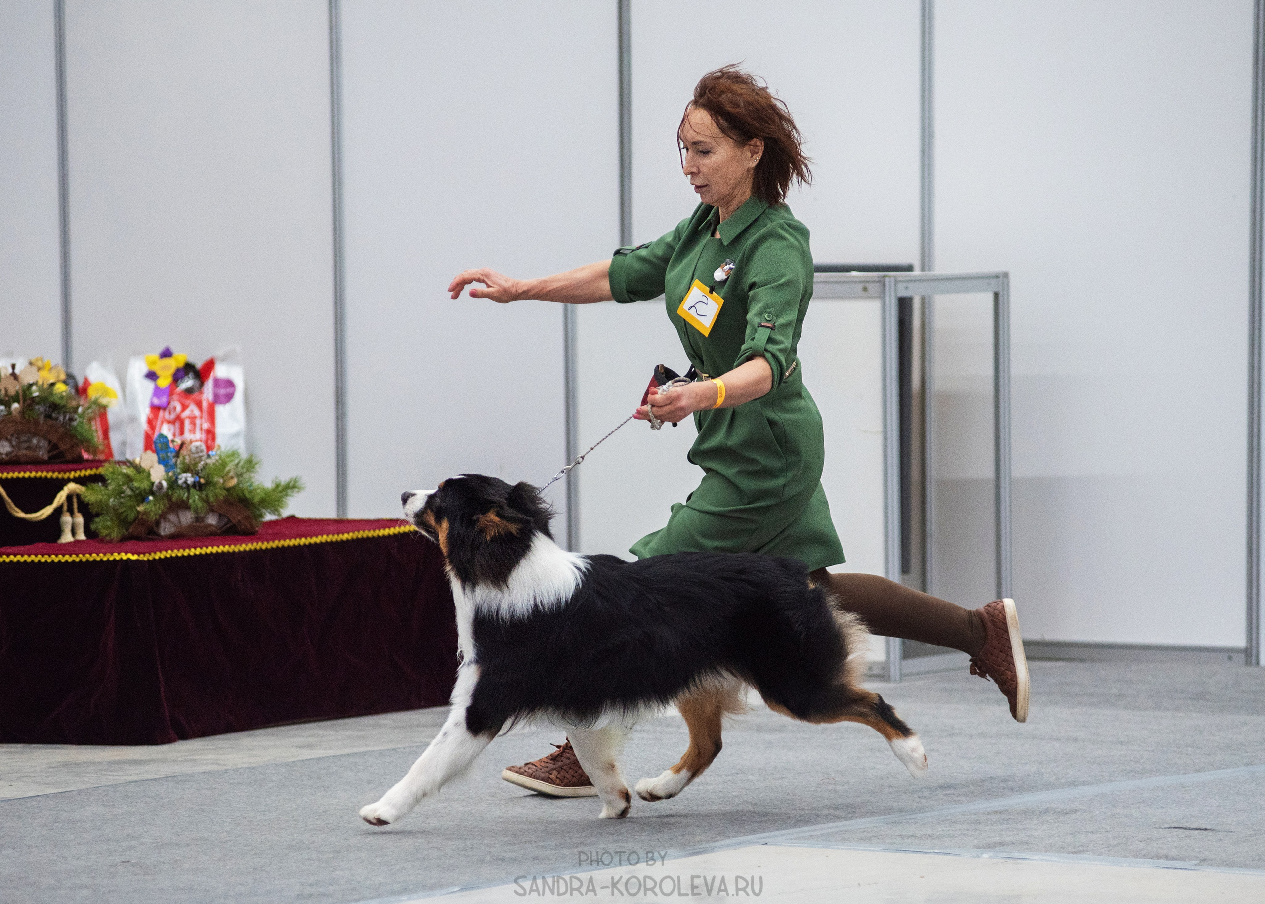 Выставка собак тюмень 14.01.2023. Дог-фотограф в Тюмени Александра Королева