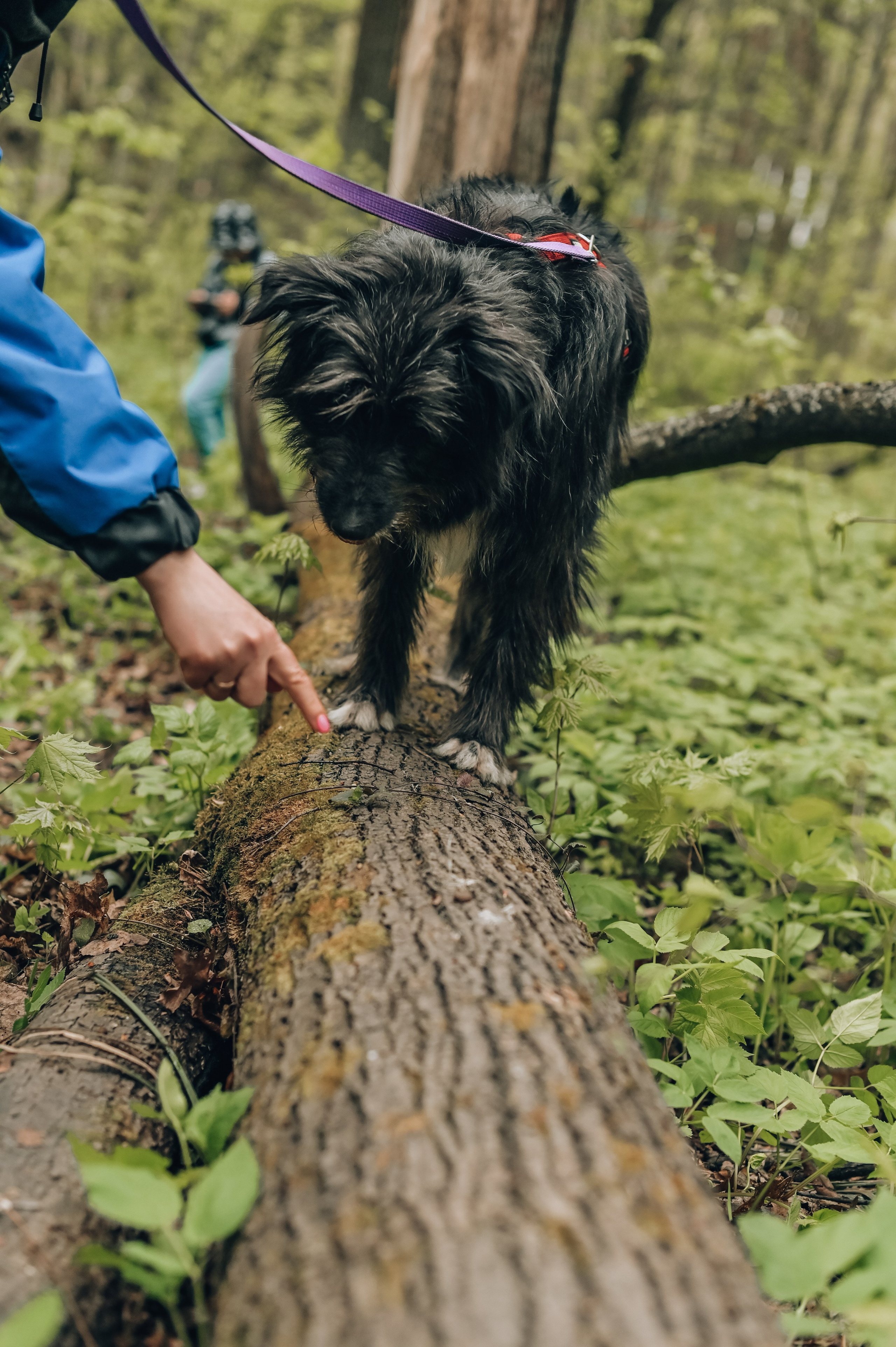 Занятие с кинологом. Семейный и репортажный фотограф в Москве Анастасия Трубкина