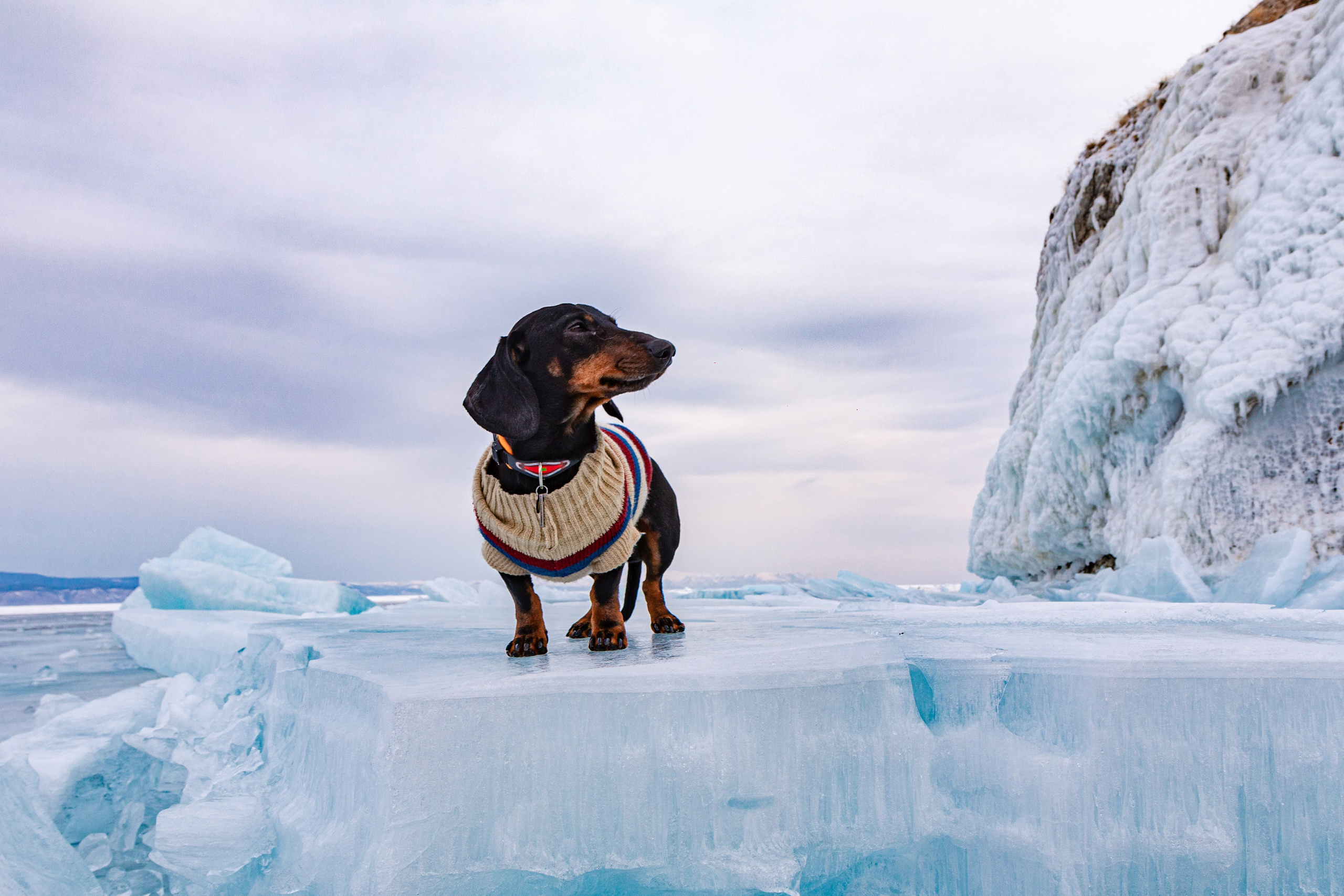 Фотосъёмка животных. Предметный и репортажный фотограф Алексей Кротов