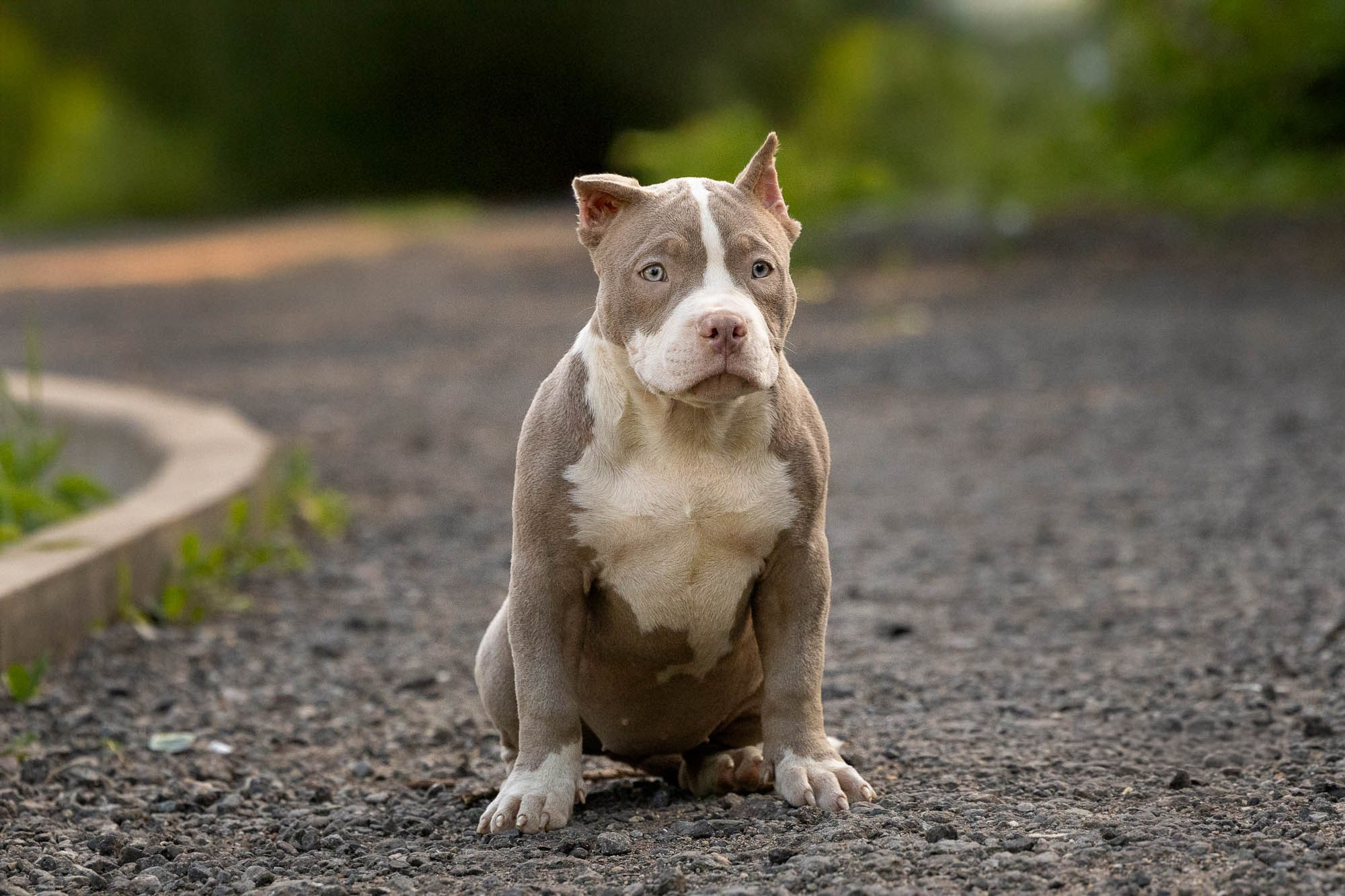 Щенки Тэя. Виктория Михайловская. Фотограф-анималист. Москва
